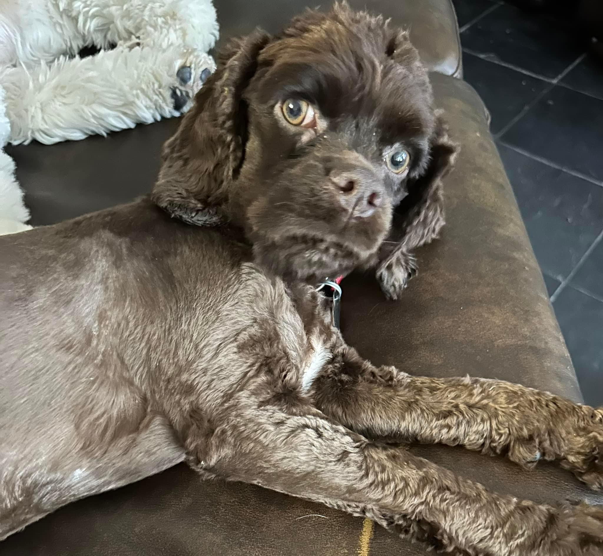 Hazel, Adopted, Young Female Cocker Spaniel.