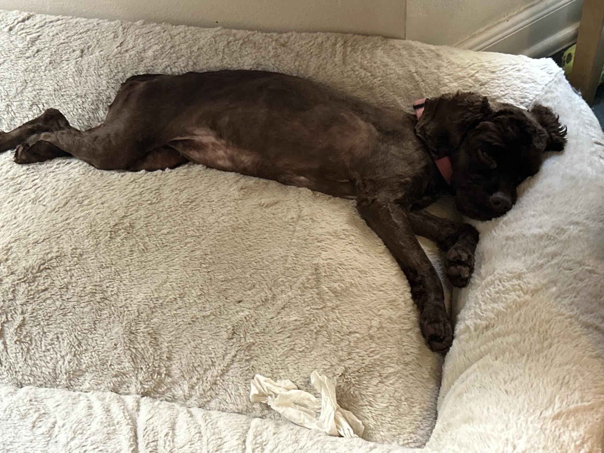 Hazel, a Adopted Cocker Spaniel in Houston, TX image 2/6