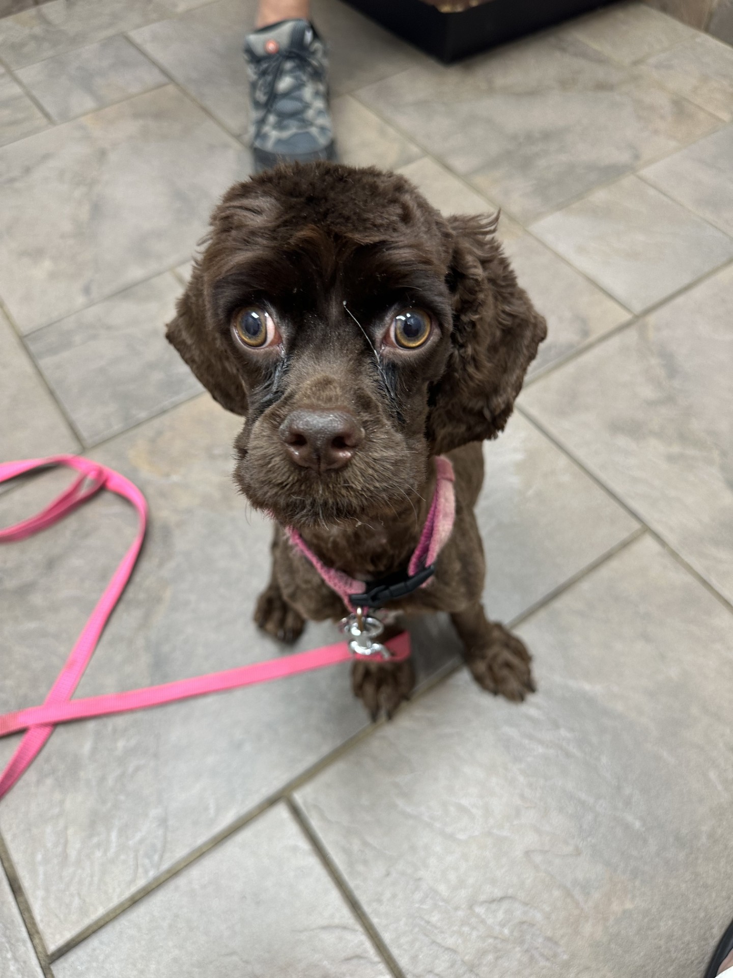 Hazel, a Adopted Cocker Spaniel in Houston, TX image 3/6