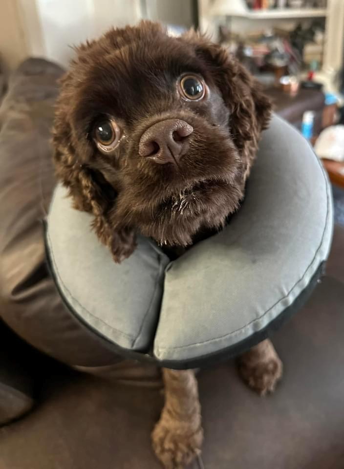 Hazel, a Adopted Cocker Spaniel in Houston, TX image 4/6