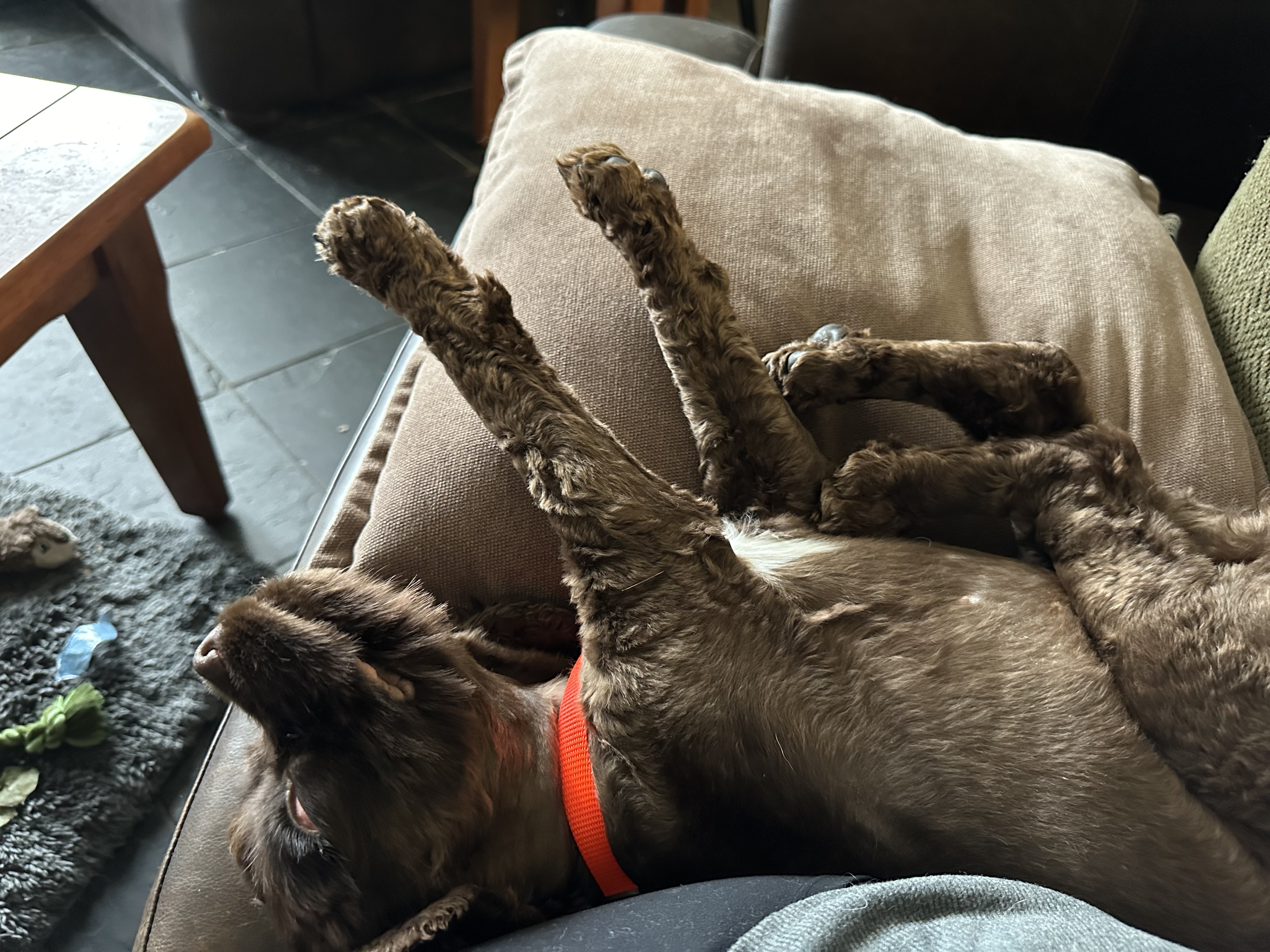 Hazel, a Adopted Cocker Spaniel in Houston, TX image 5/6