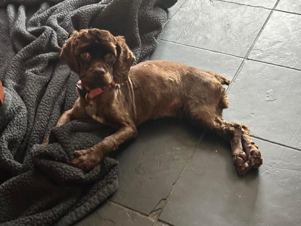 Hazel, a Adopted Cocker Spaniel in Houston, TX image 6/6