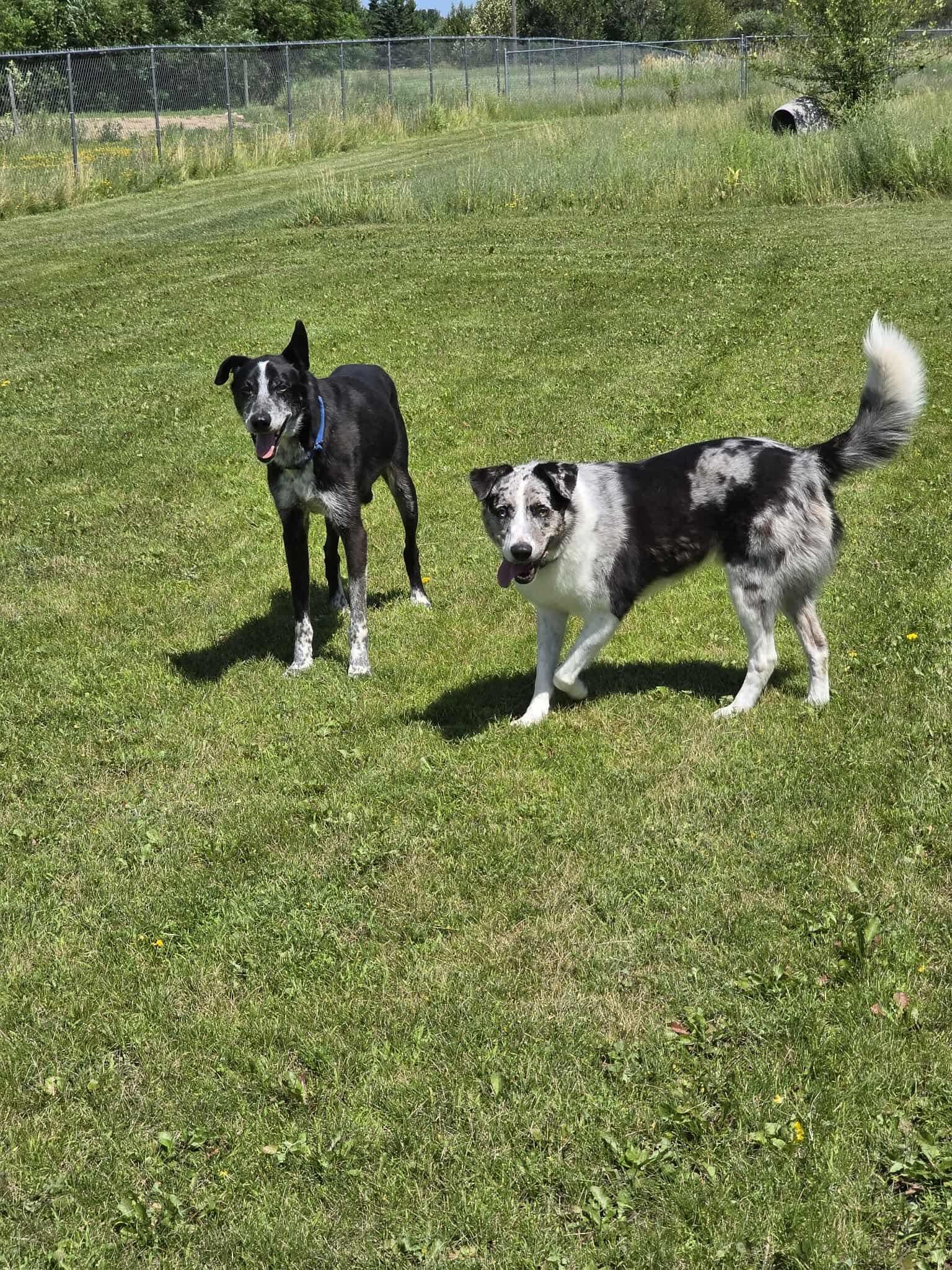 Stanley, Adoptable, Senior Male Husky.