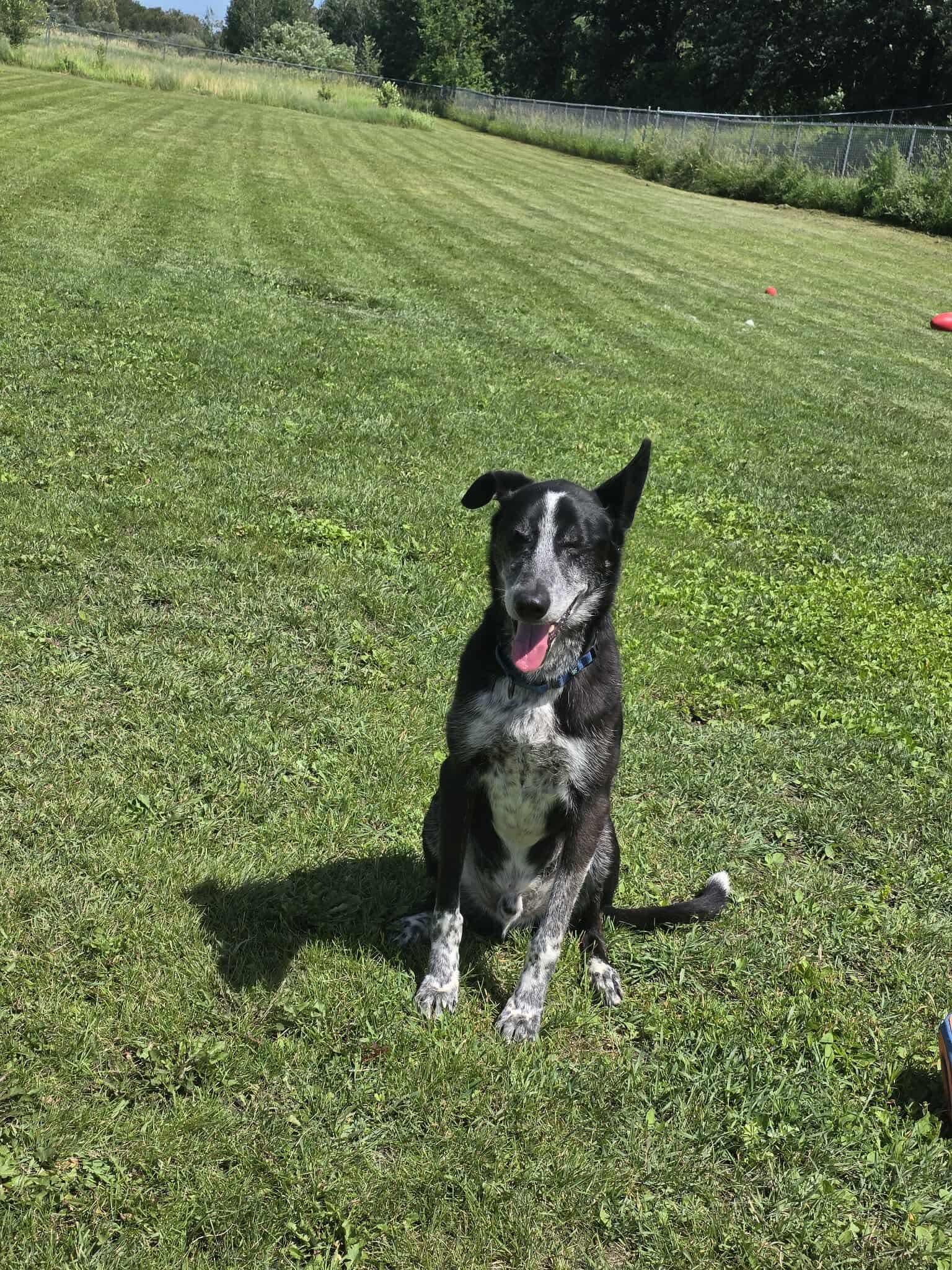 Stanley, a Adoptable Husky in Detroit Lakes, MN image 2/3