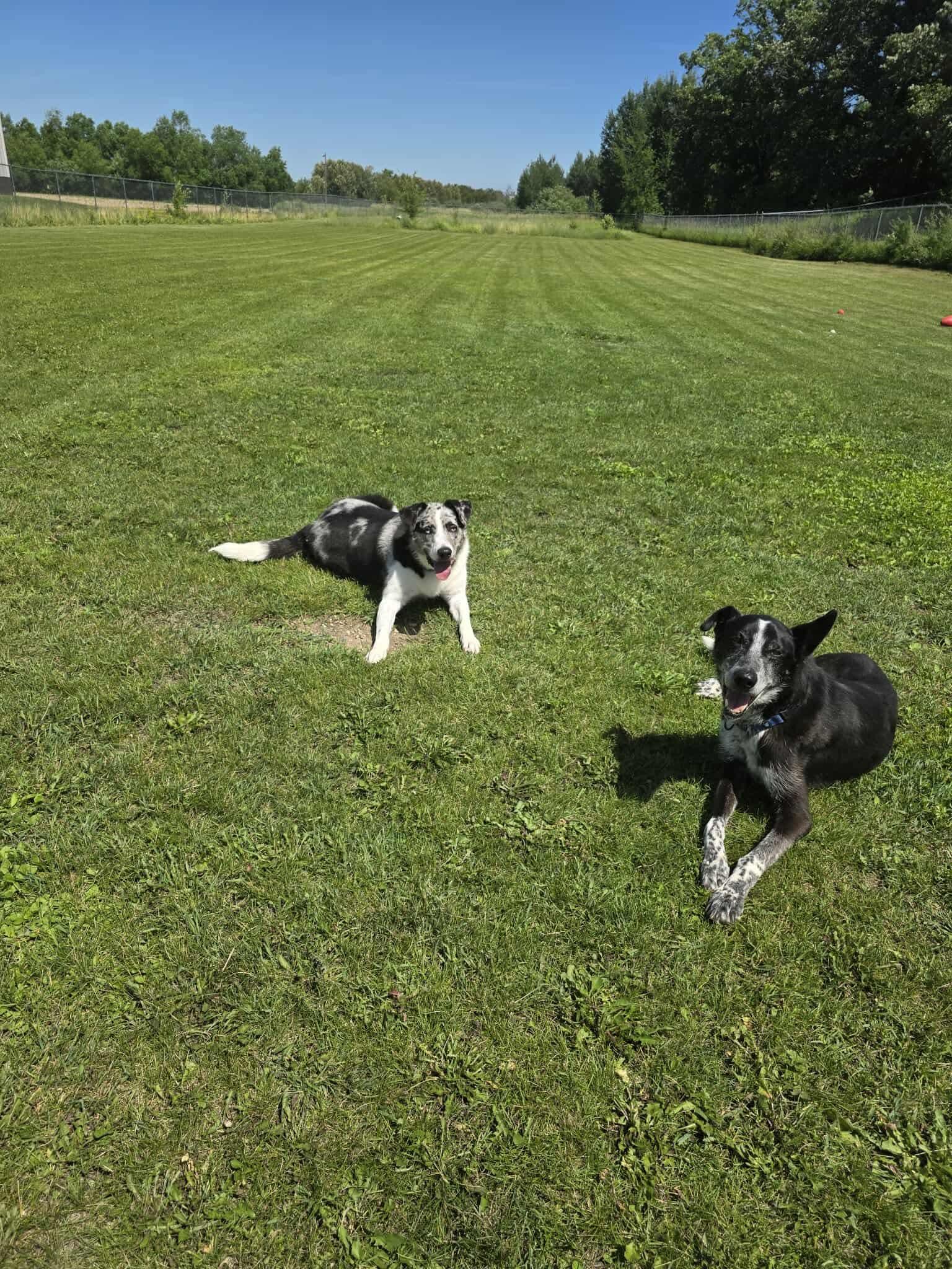 Stanley, a Adoptable Husky in Detroit Lakes, MN image 3/3