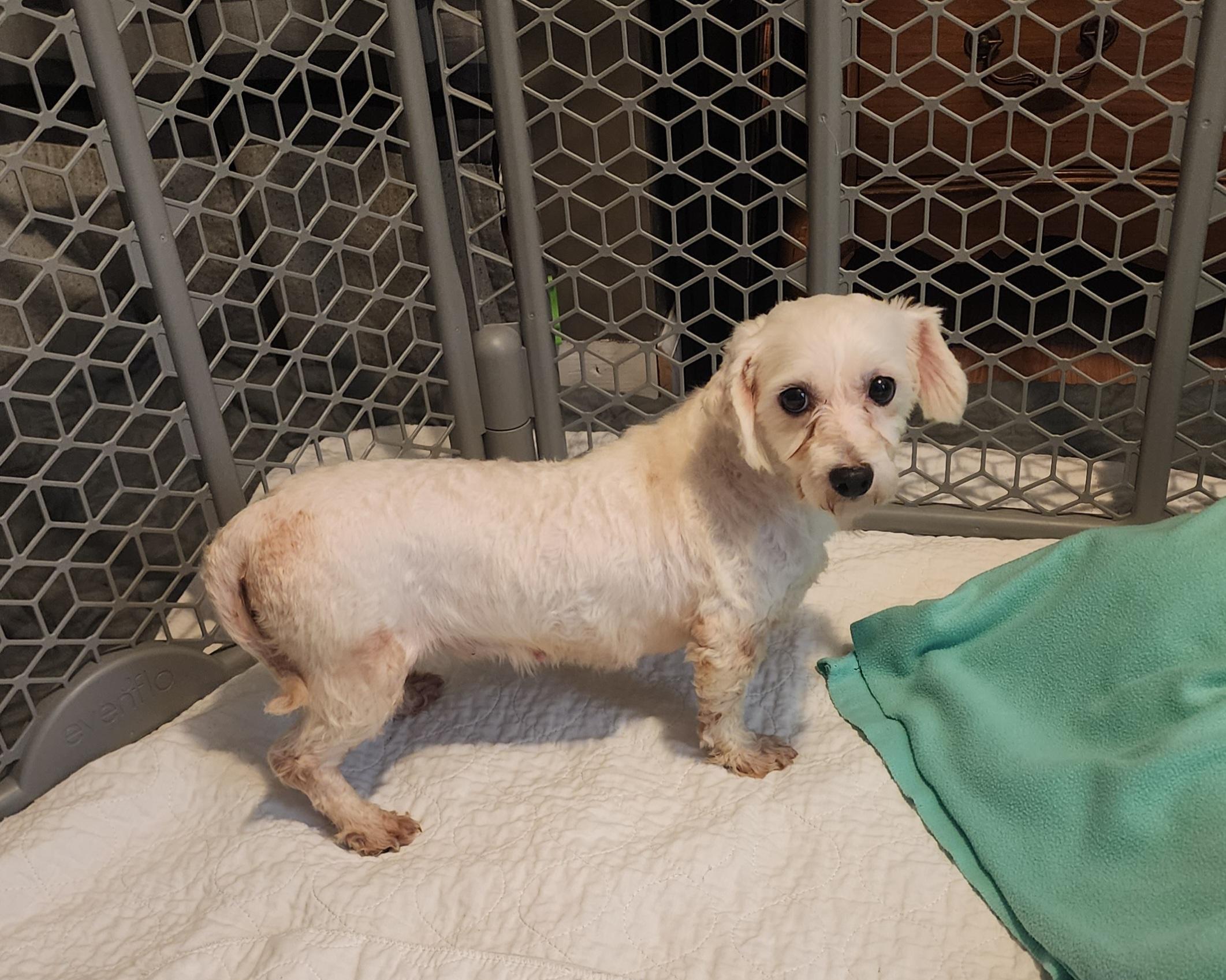 Angel. ADOPT PENDING