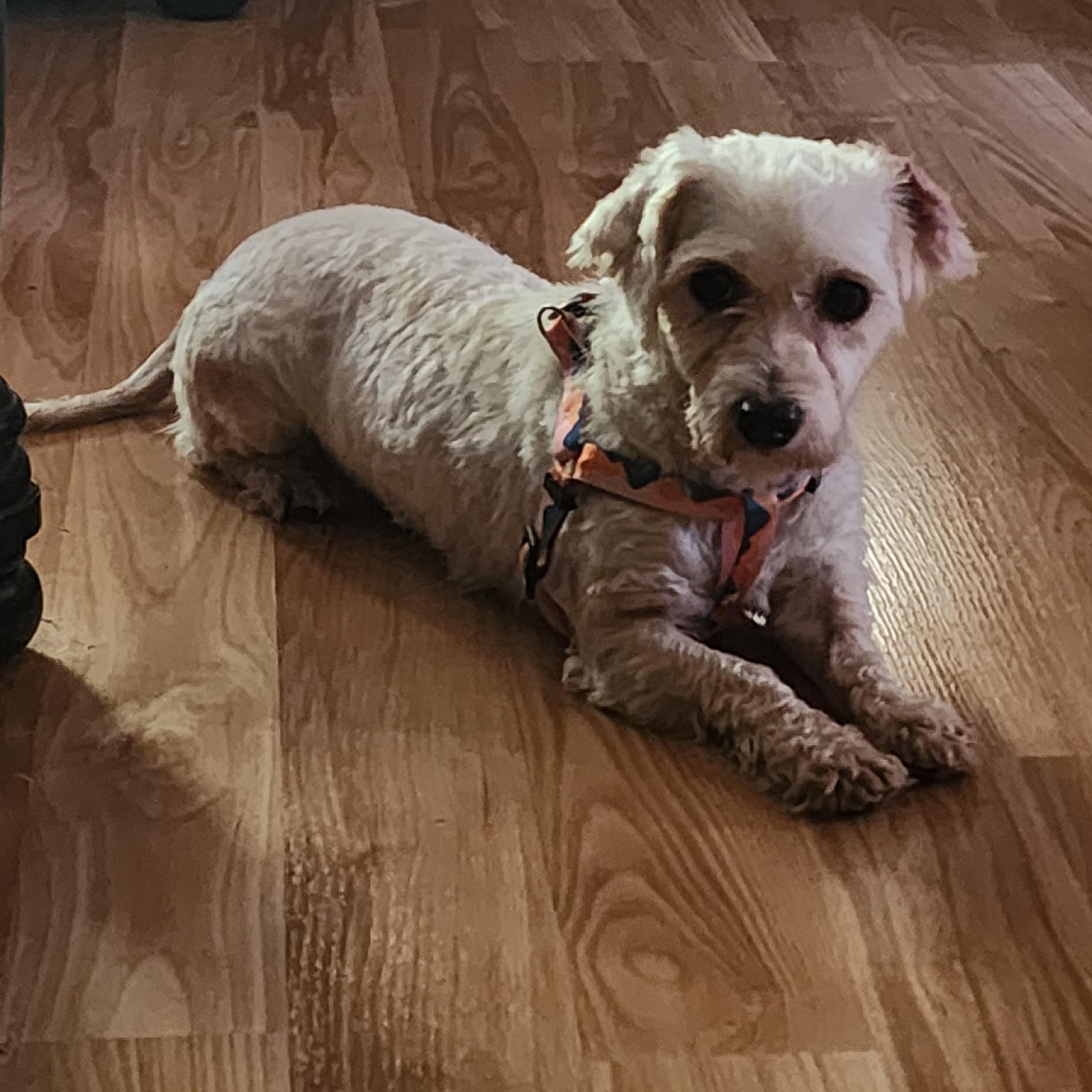 Angel. ADOPT PENDING