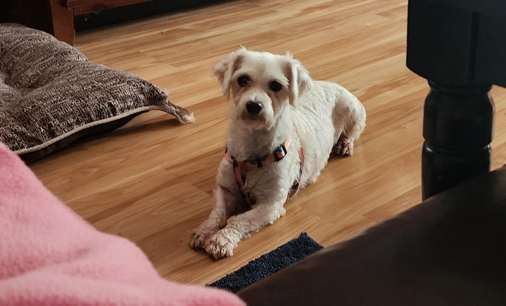 Angel. ADOPT PENDING