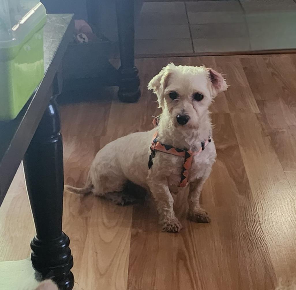 Angel. ADOPT PENDING