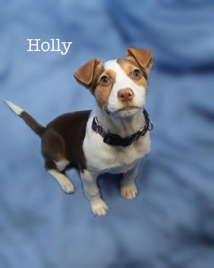 Holly, Adoptable, Puppy Female Labrador Retriever & Mixed Breed.