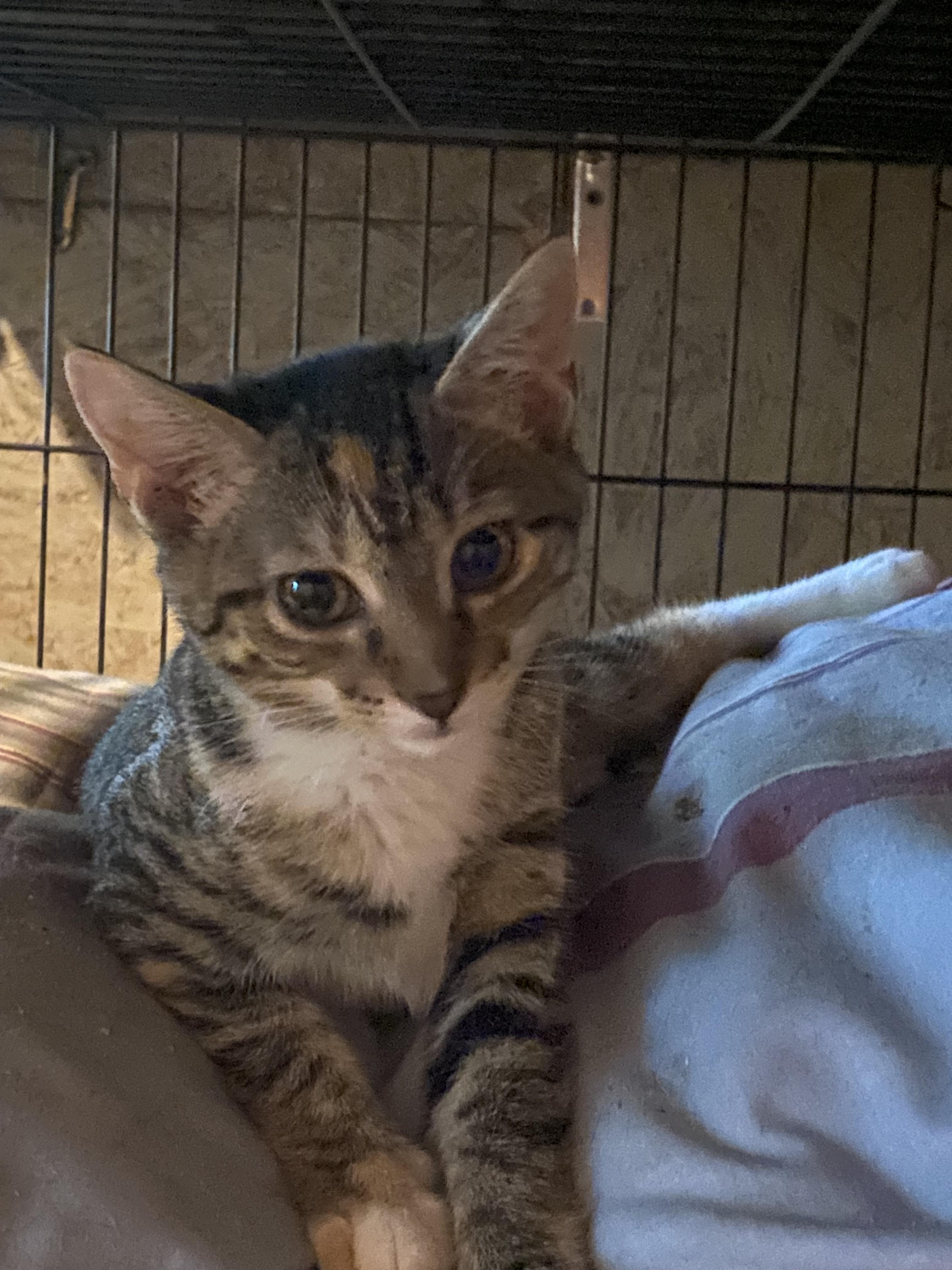 Lavergne, Adoptable, Young Female Domestic Short Hair.