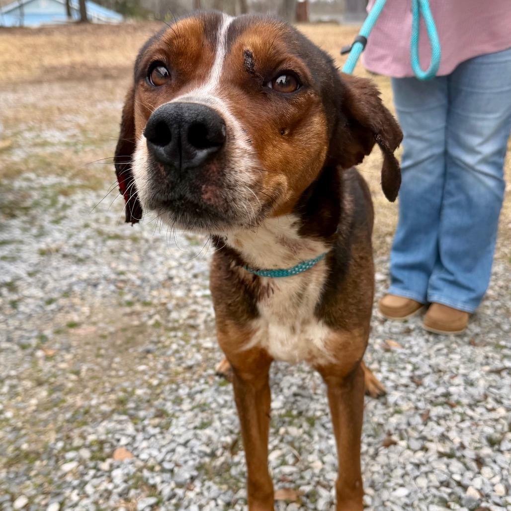 Enlarge SaraBell, a Adoptable Mixed Breed in Dover, NH image 3/6