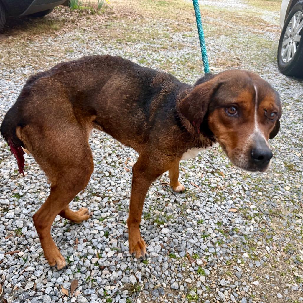 Enlarge SaraBell, a Adoptable Mixed Breed in Dover, NH image 4/6