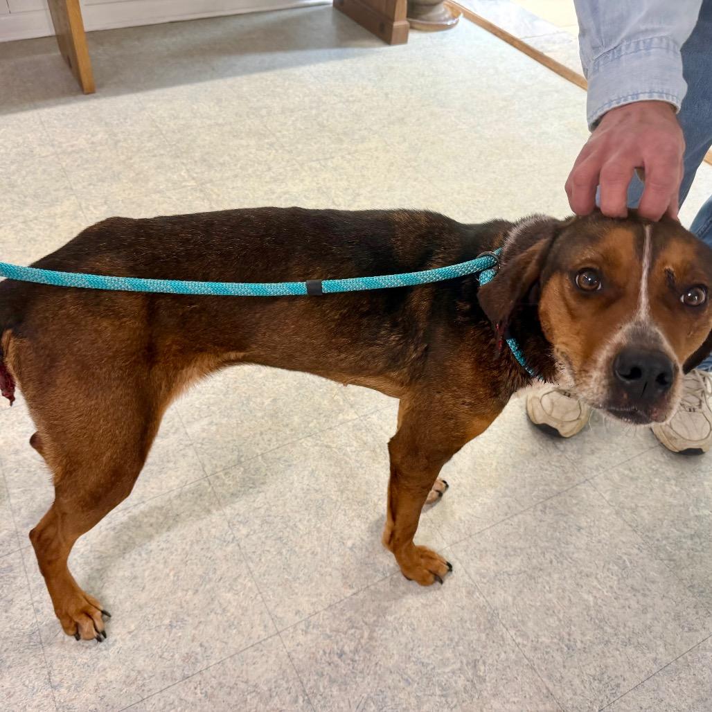 Enlarge SaraBell, a Adoptable Mixed Breed in Dover, NH image 5/6