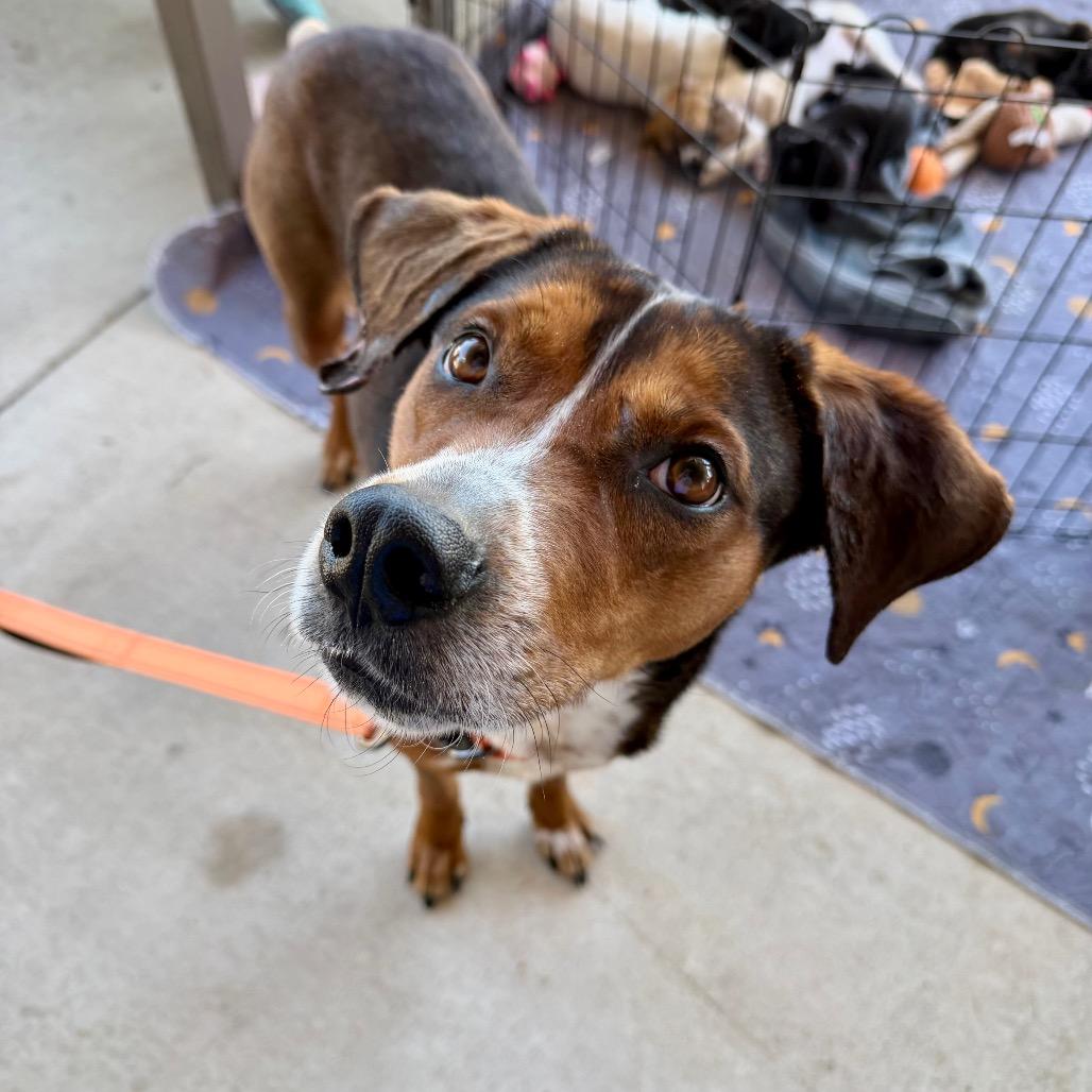 Enlarge SaraBell, a Adoptable Mixed Breed in Dover, NH image 1/6