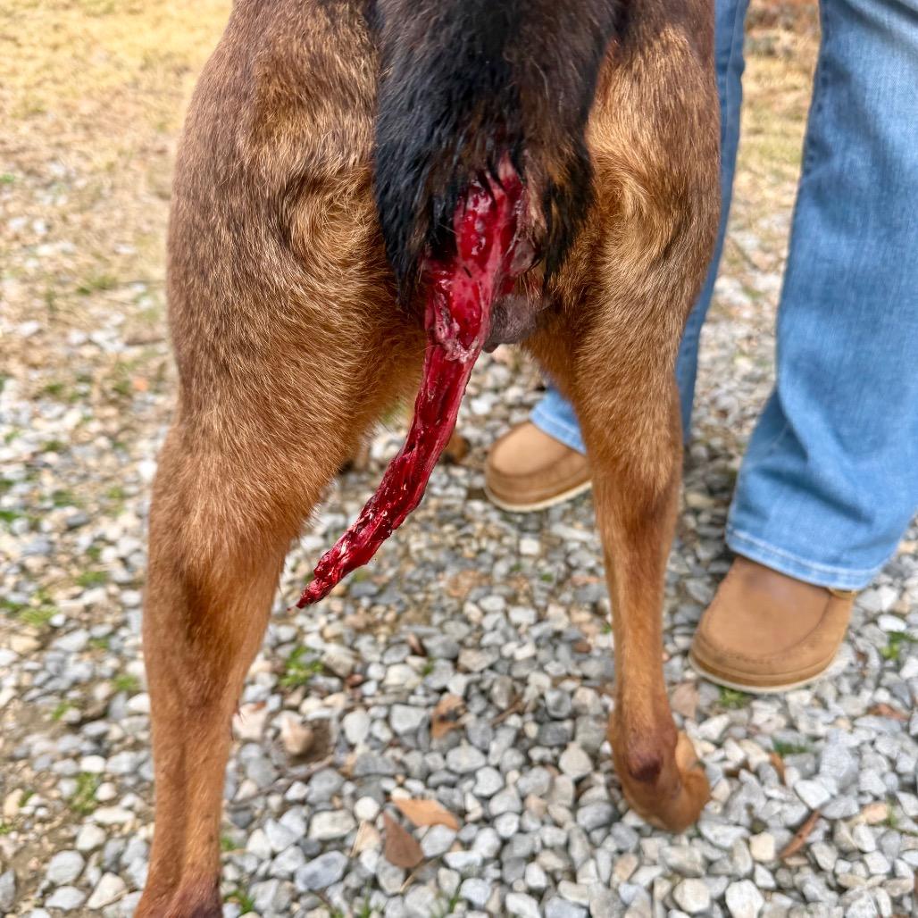 Enlarge SaraBell, a Adoptable Mixed Breed in Dover, NH image 6/6