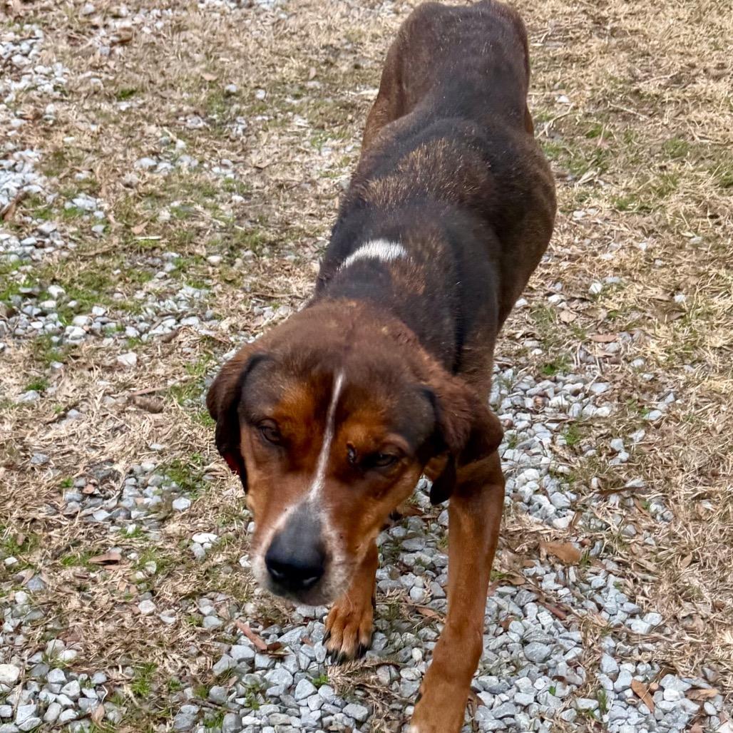 Enlarge SaraBell, a Adoptable Mixed Breed in Dover, NH image 2/6