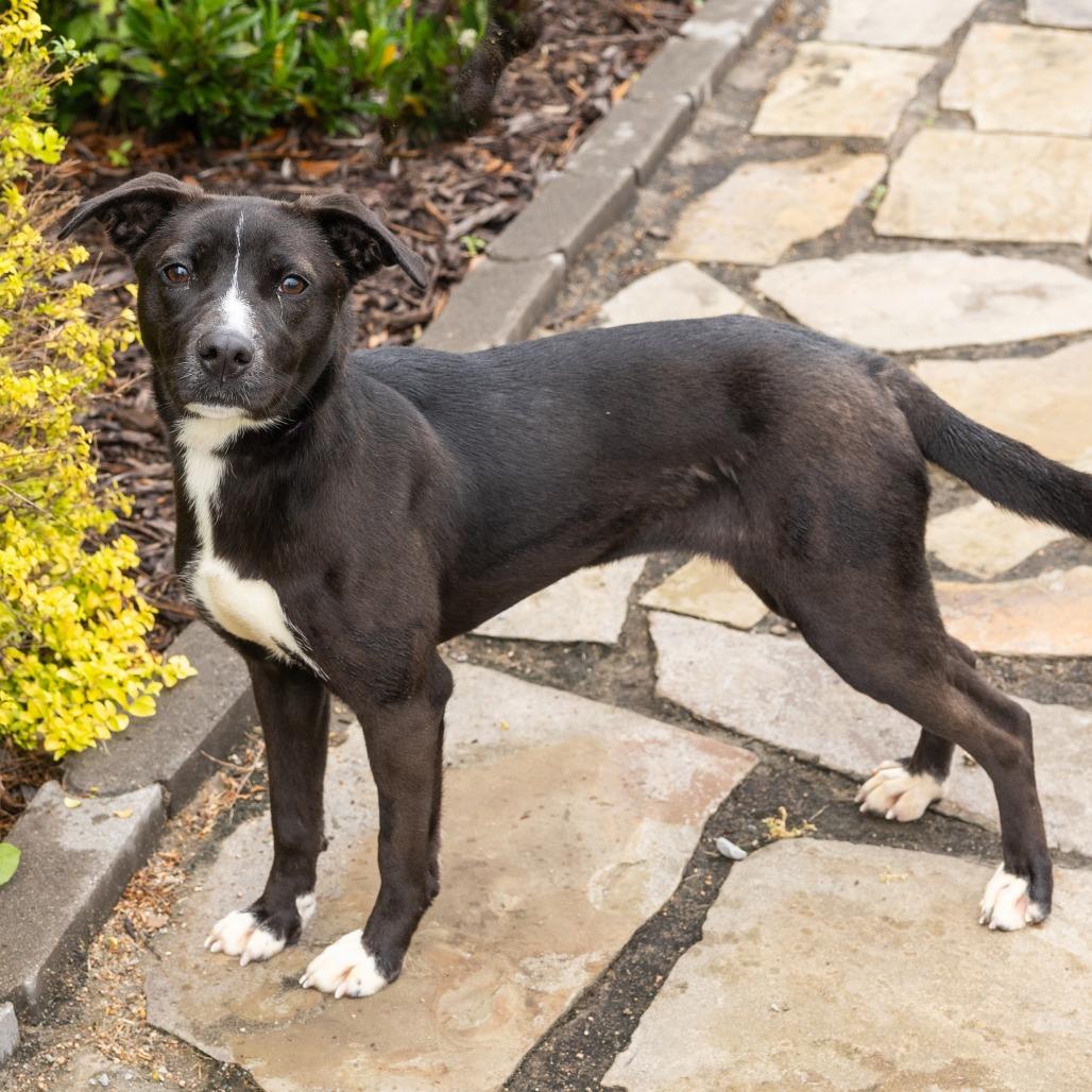 Bindi, a ADOPTABLE Mixed Breed in Cape Girardeau, MO image 2/3
