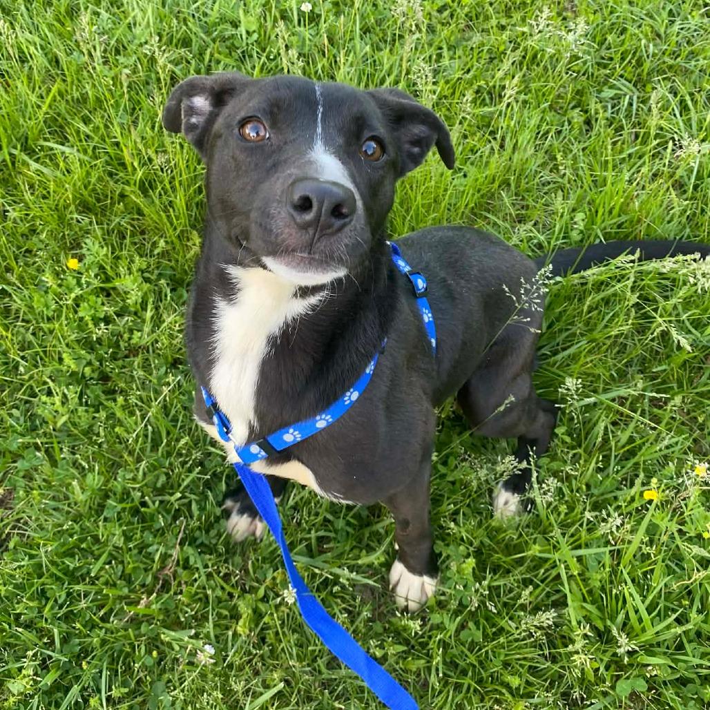 Bindi, a ADOPTABLE Mixed Breed in Cape Girardeau, MO image 3/3