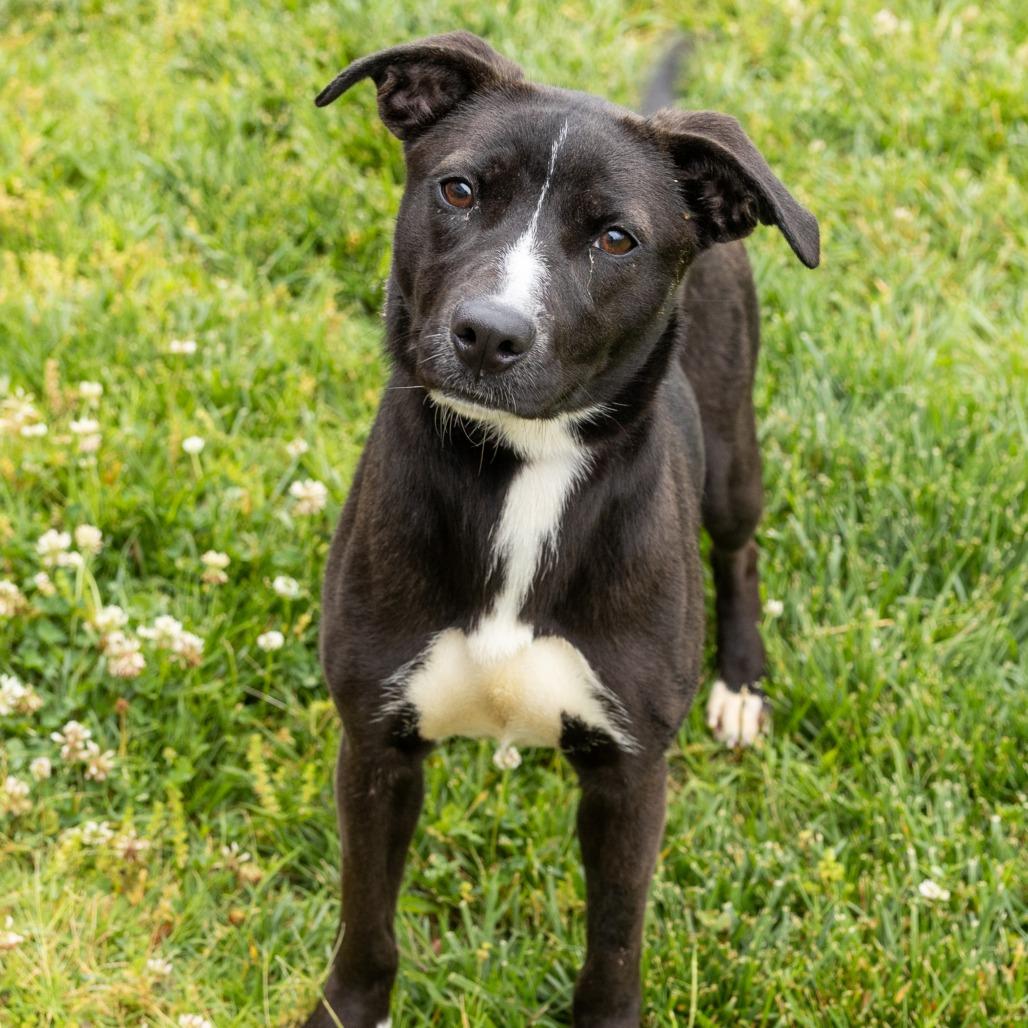 Bindi, a ADOPTABLE Mixed Breed in Cape Girardeau, MO image 1/3