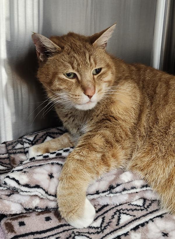 Fireball Travis, Adoptable, Adult Male Domestic Short Hair.