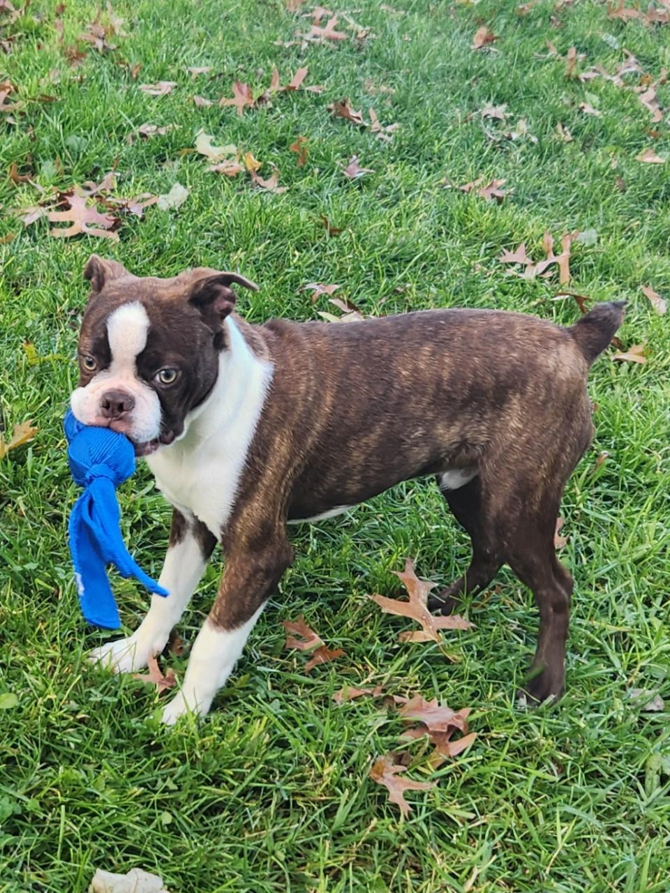 Enlarge Eclipse, an adopted Boston Terrier in Trumansburg, NY image 1/2