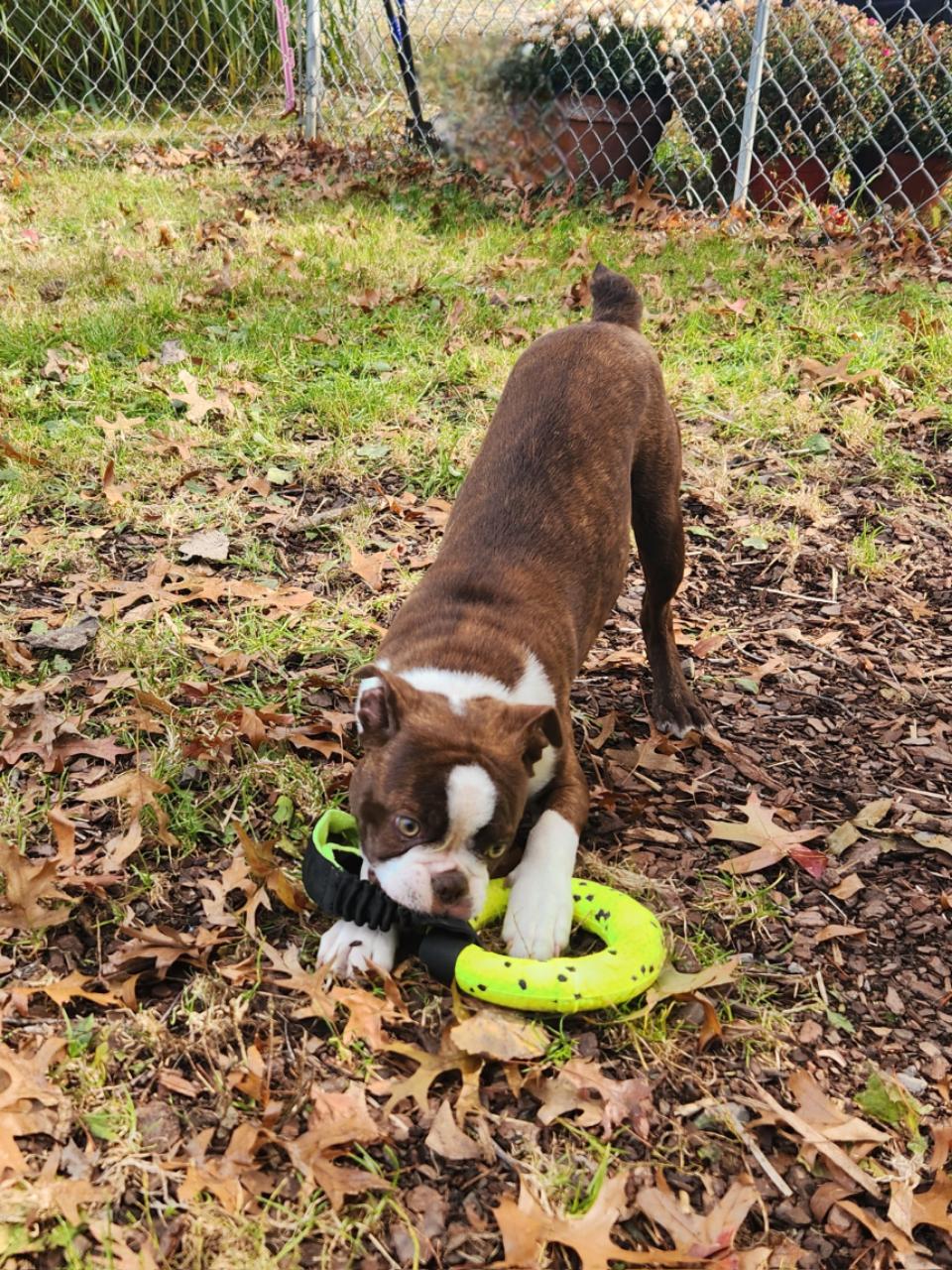 Enlarge Eclipse, an adopted Boston Terrier in Trumansburg, NY image 2/2