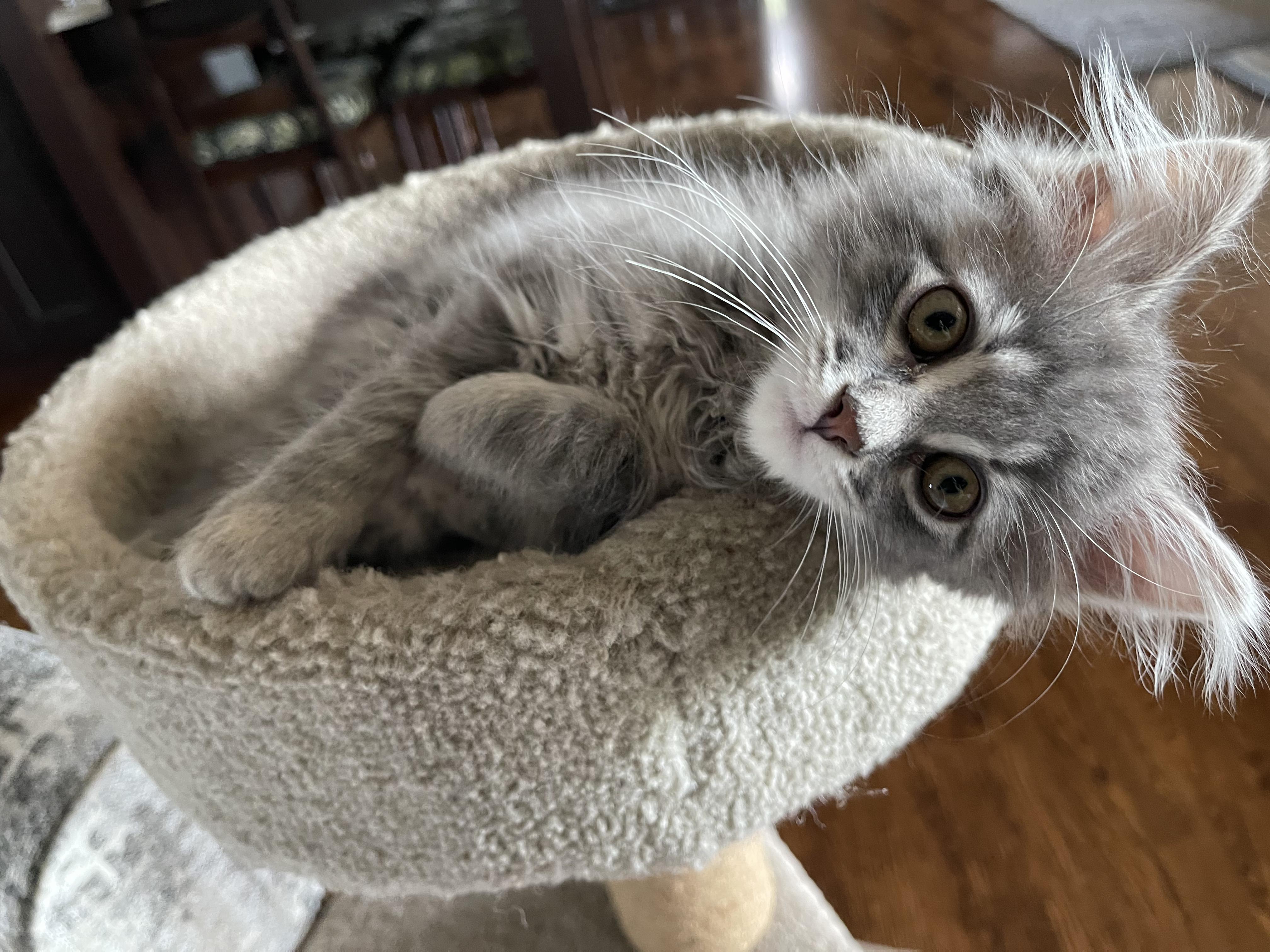 Bubbles - Adopted 7/25/26, an adopted Domestic Long Hair in Livonia, MI image 4/6