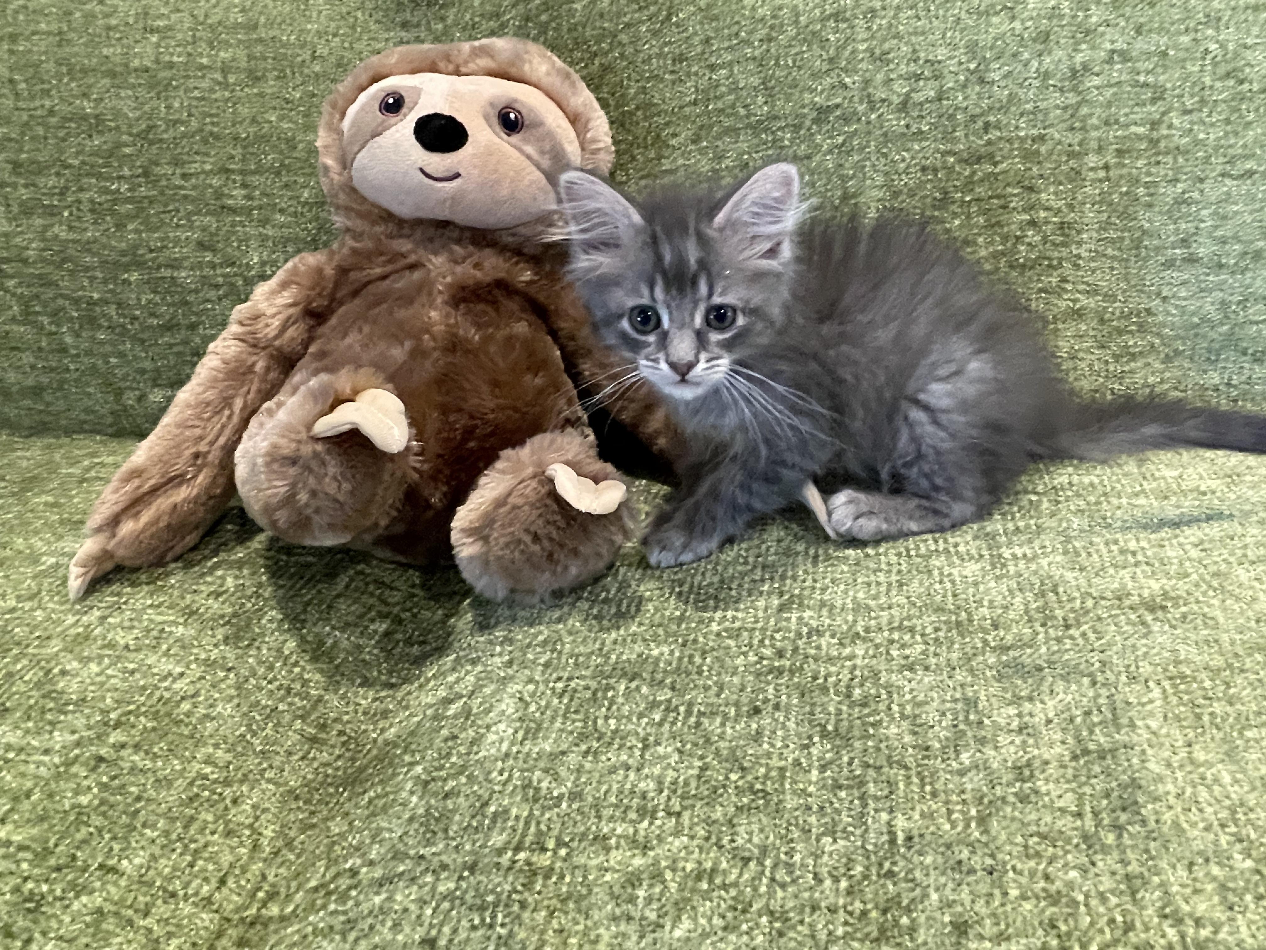Bubbles - Adopted 7/25/26, an adopted Domestic Long Hair in Livonia, MI image 3/6