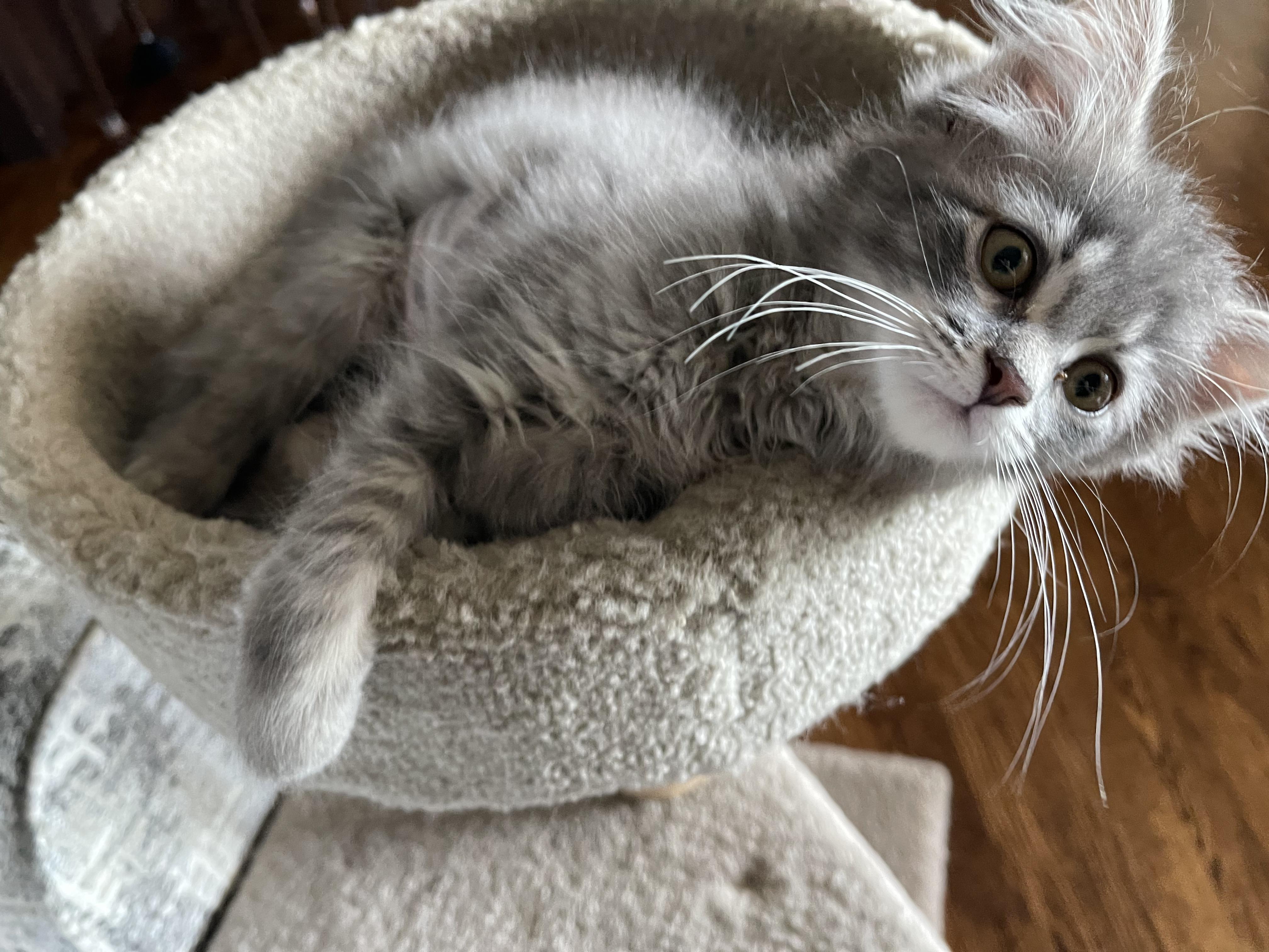 Bubbles - Adopted 7/25/26, an adopted Domestic Long Hair in Livonia, MI image 5/6