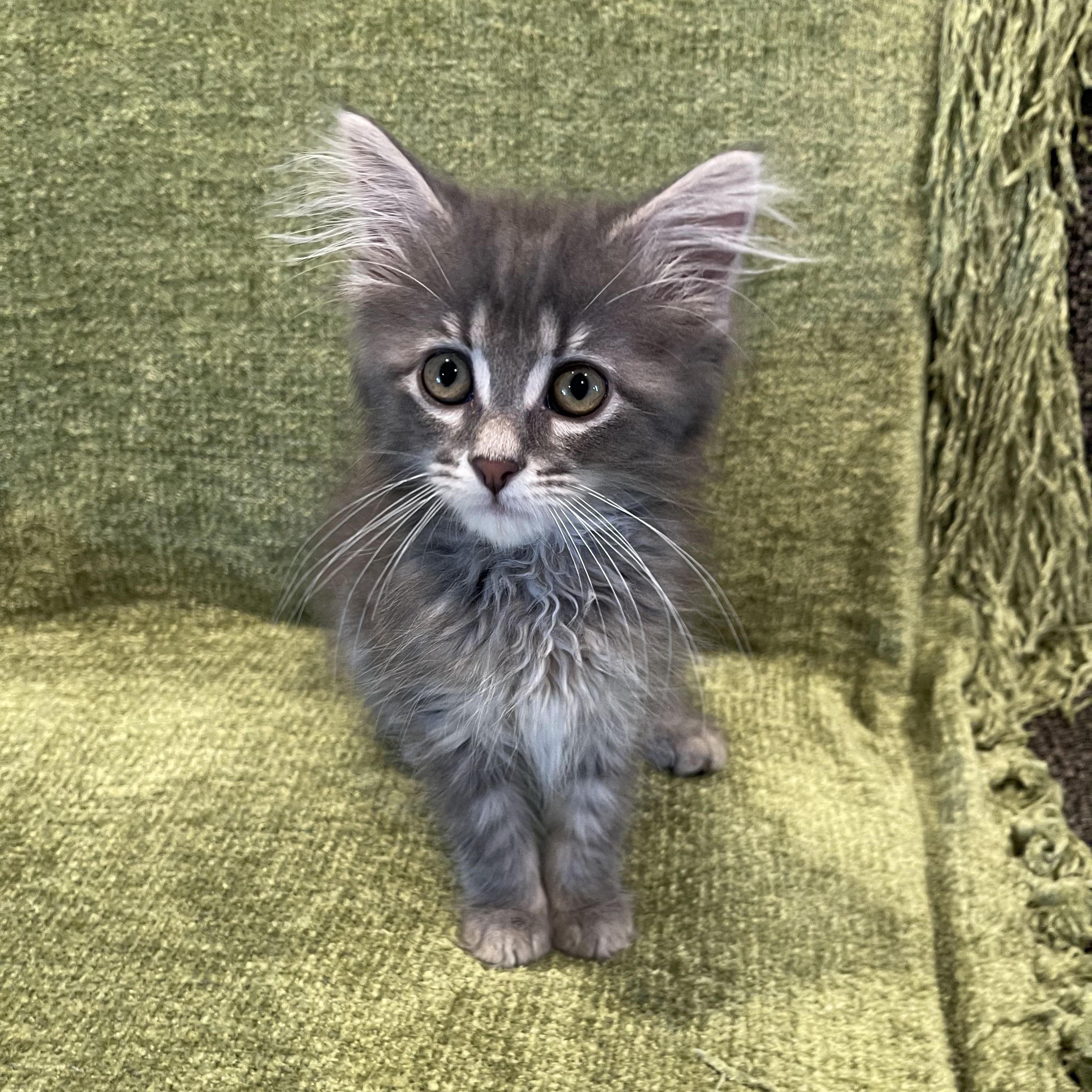 Bubbles - Adopted 7/25/26, adopted, Kitten Female Domestic Long Hair.