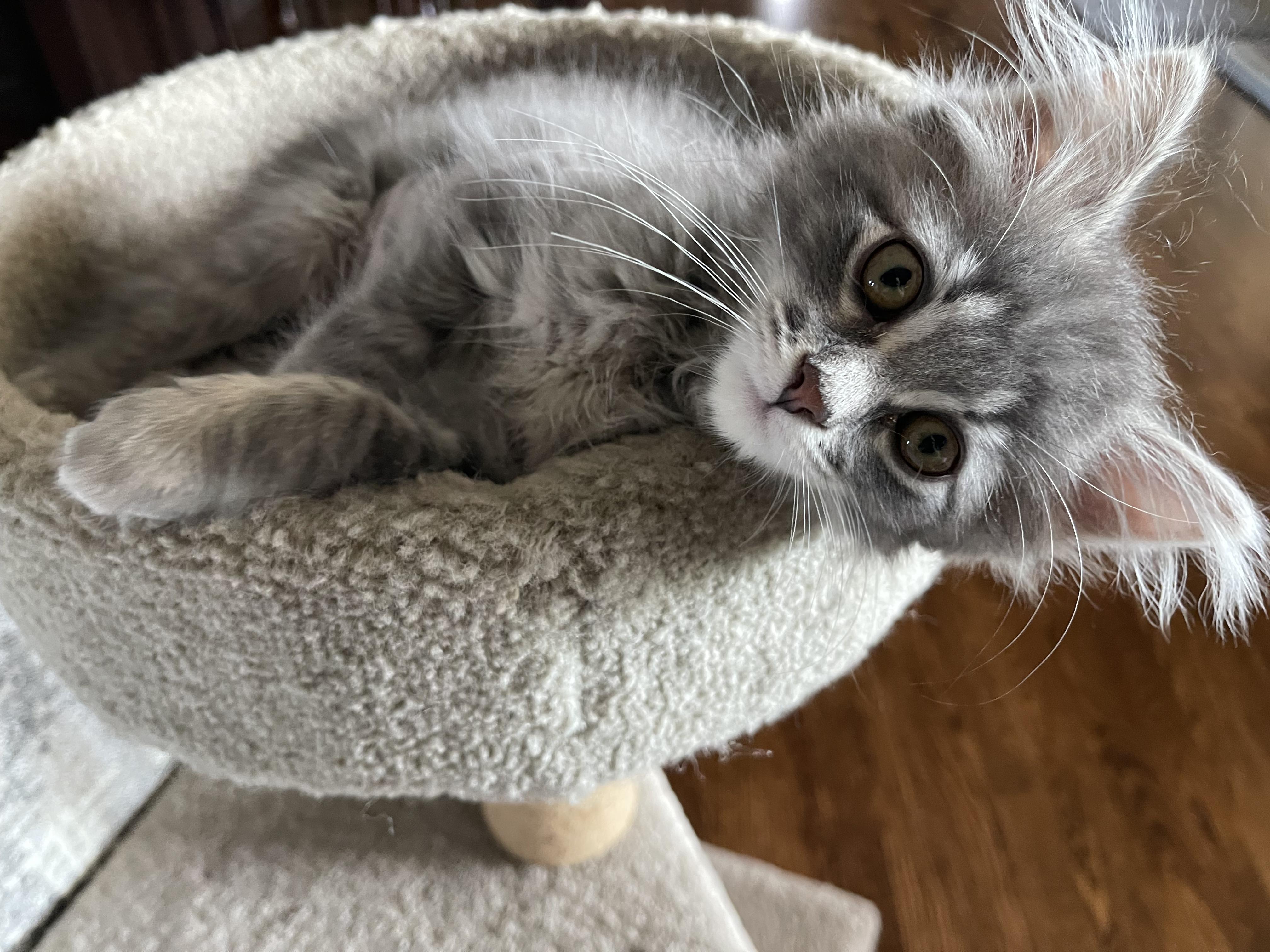 Bubbles - Adopted 7/25/26, an adopted Domestic Long Hair in Livonia, MI image 2/6