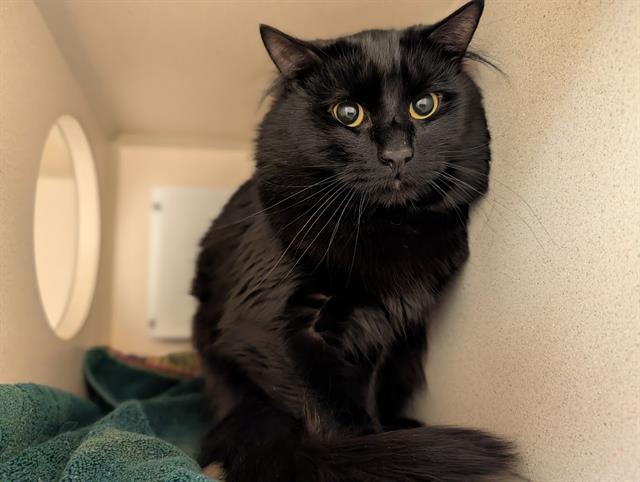 Enlarge MR. SALMON, a Adoptable Domestic Medium Hair in Denver, CO image 1/1