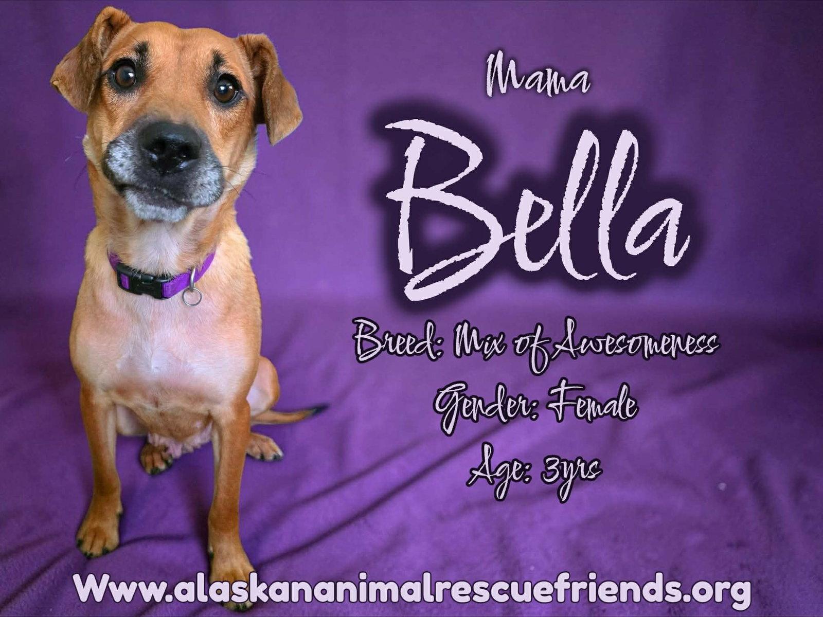 Bella, Adoptable, Adult Female Shepherd & Beagle.