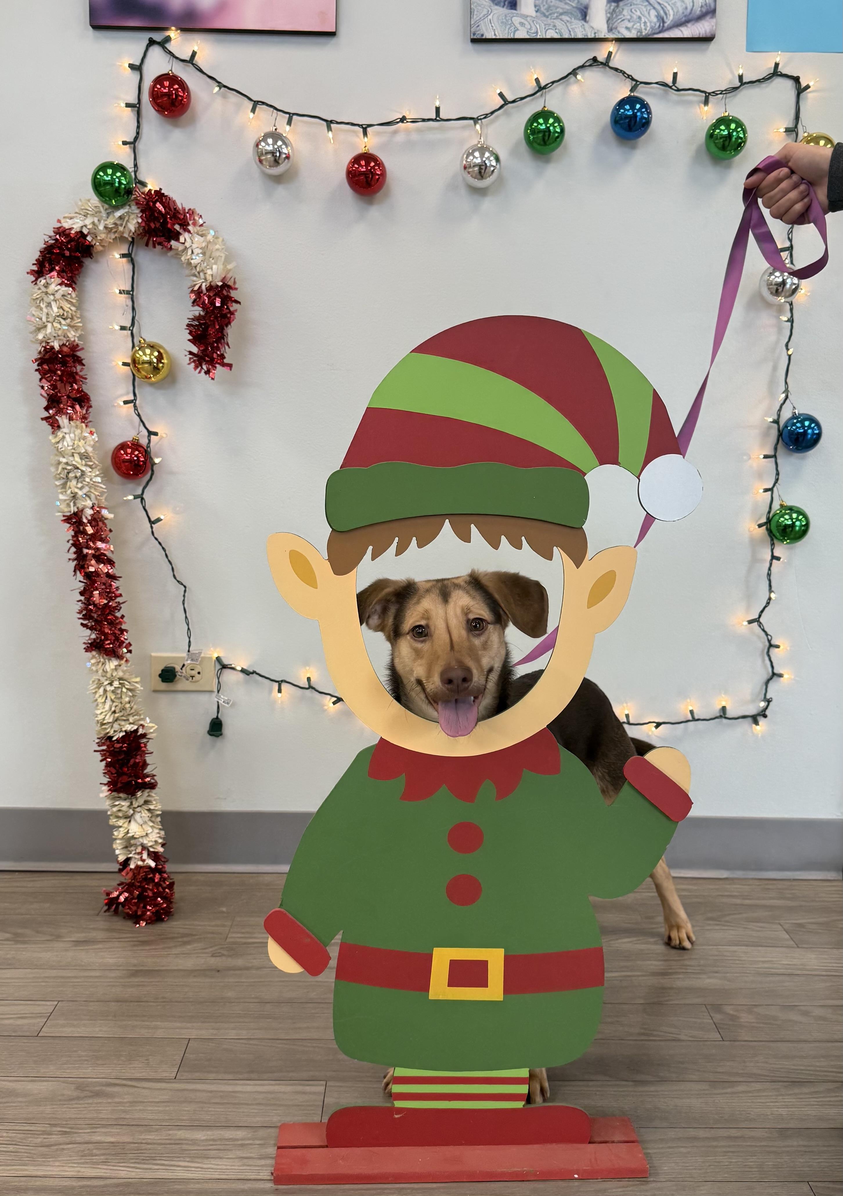 Enlarge Sienna, an adoptable mixed breed in Naperville, IL image 5/5