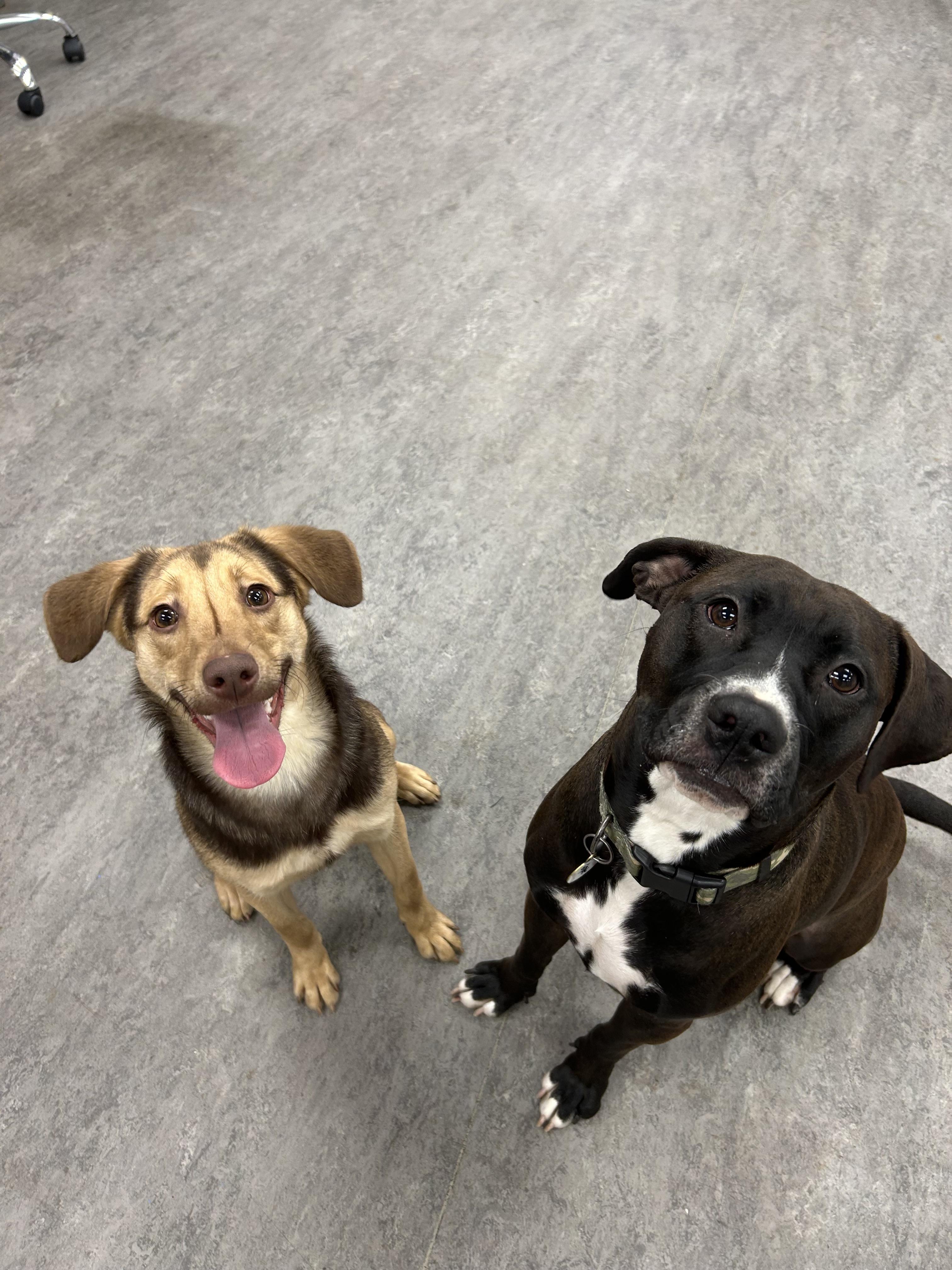 Enlarge Sienna, an adoptable mixed breed in Naperville, IL image 2/5