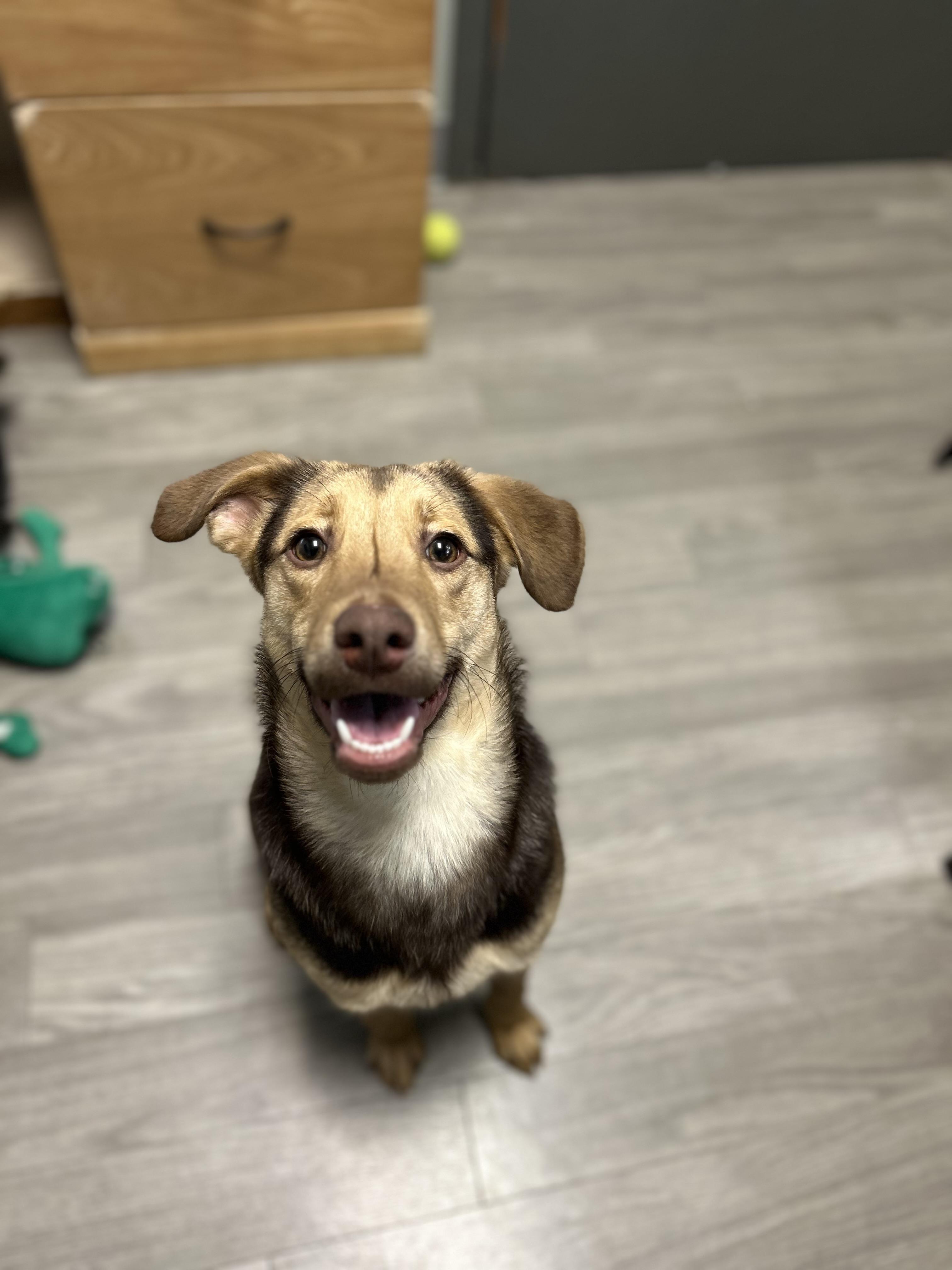 Enlarge Sienna, an adoptable mixed breed in Naperville, IL image 1/5