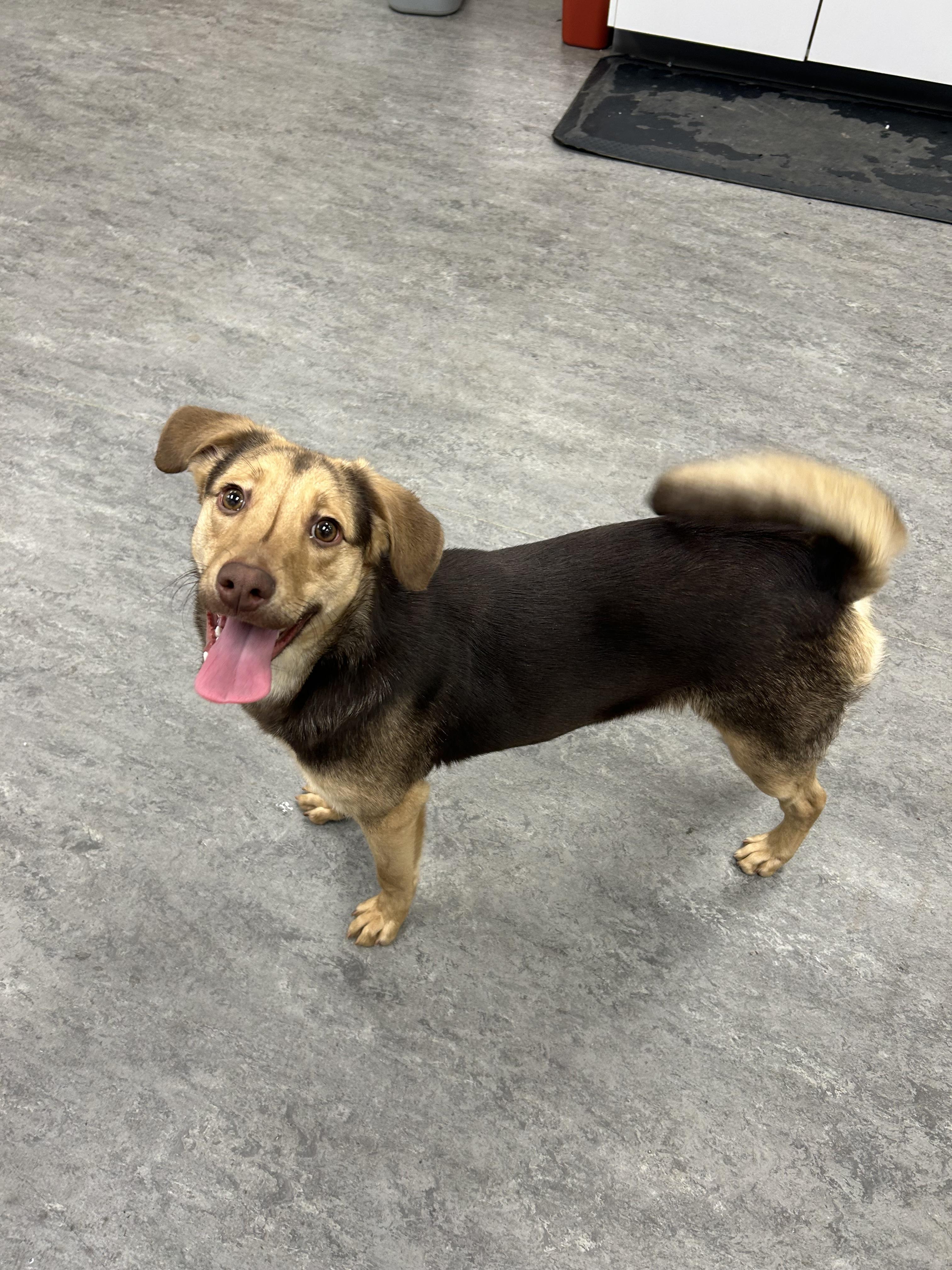 Enlarge Sienna, an adoptable mixed breed in Naperville, IL image 4/5