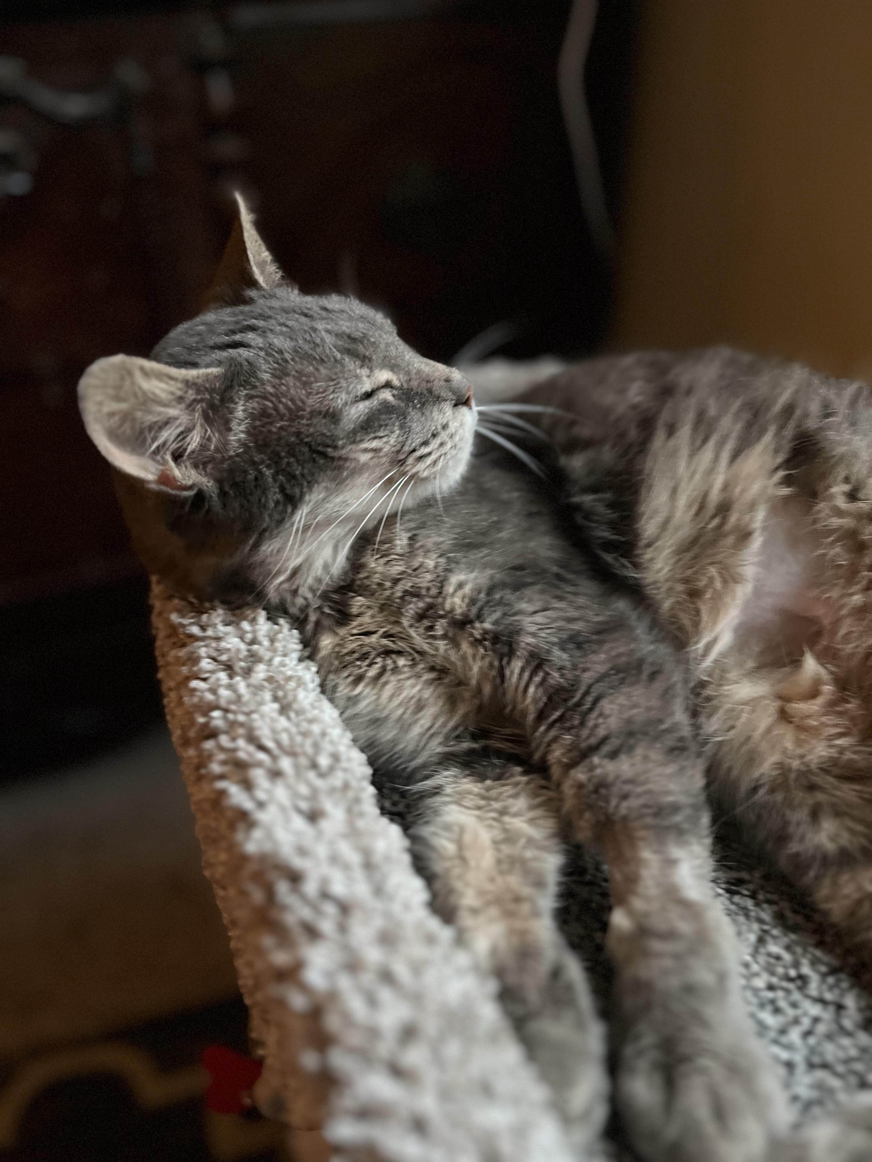 Enlarge Penelope, a Adoptable Tabby in Wadsworth, IL image 2/6