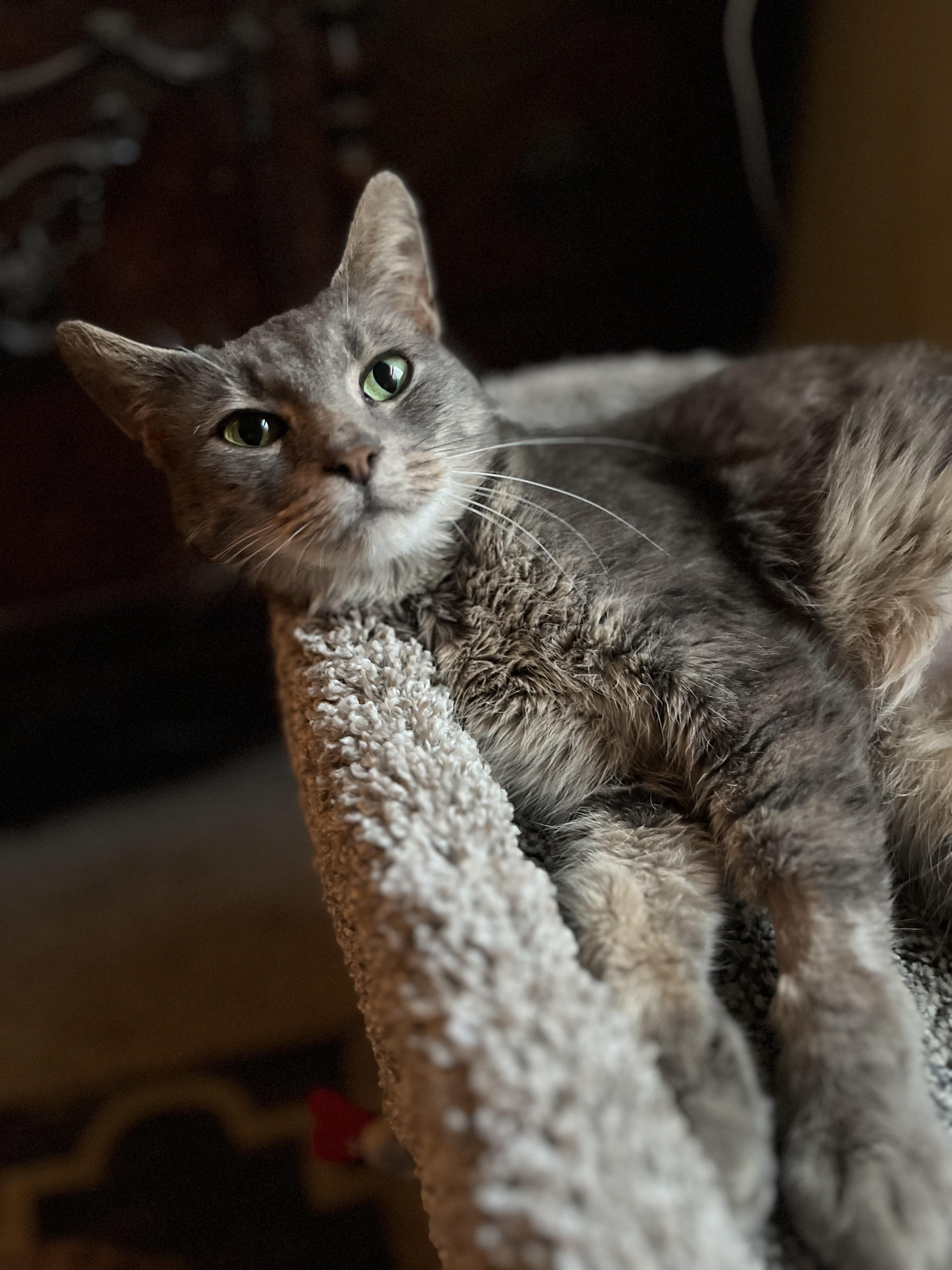 Enlarge Penelope, a Adoptable Tabby in Wadsworth, IL image 1/6