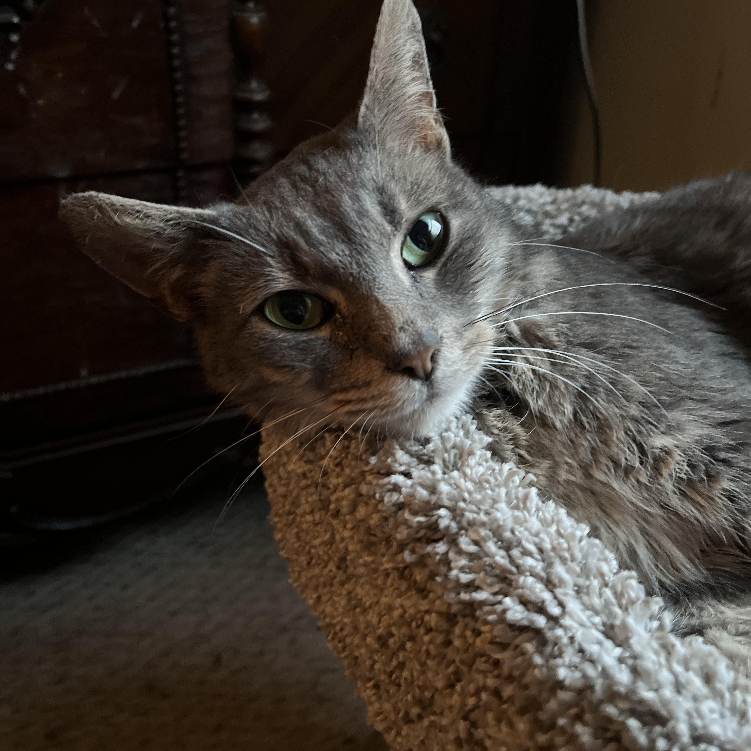 Enlarge Penelope, a Adoptable Tabby in Wadsworth, IL image 4/6