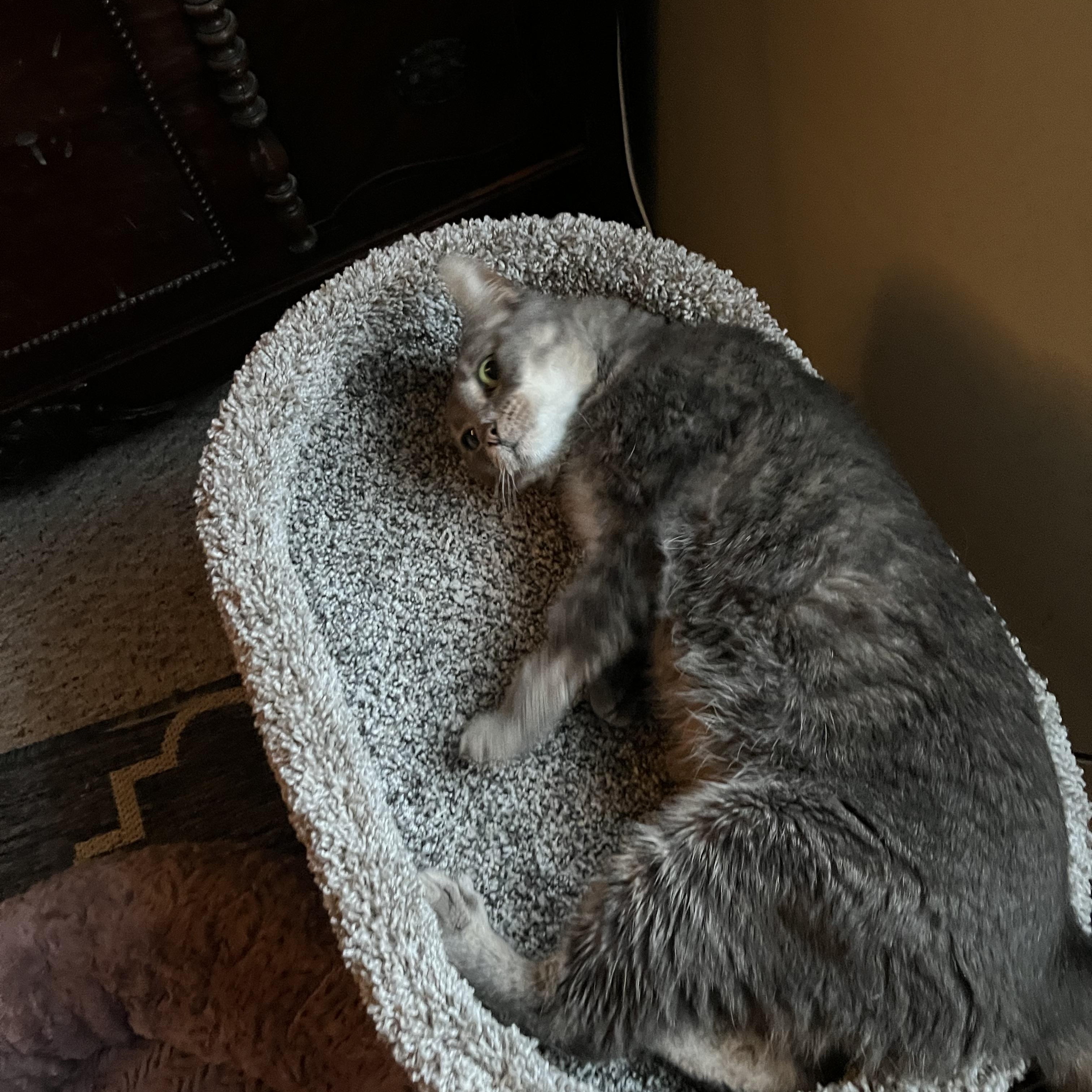 Enlarge Penelope, a Adoptable Tabby in Wadsworth, IL image 5/6