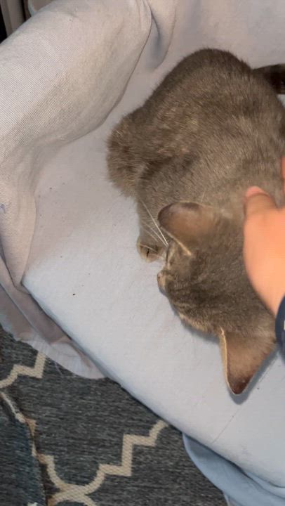 Enlarge Penelope, a Adoptable Tabby in Wadsworth, IL video 3/6