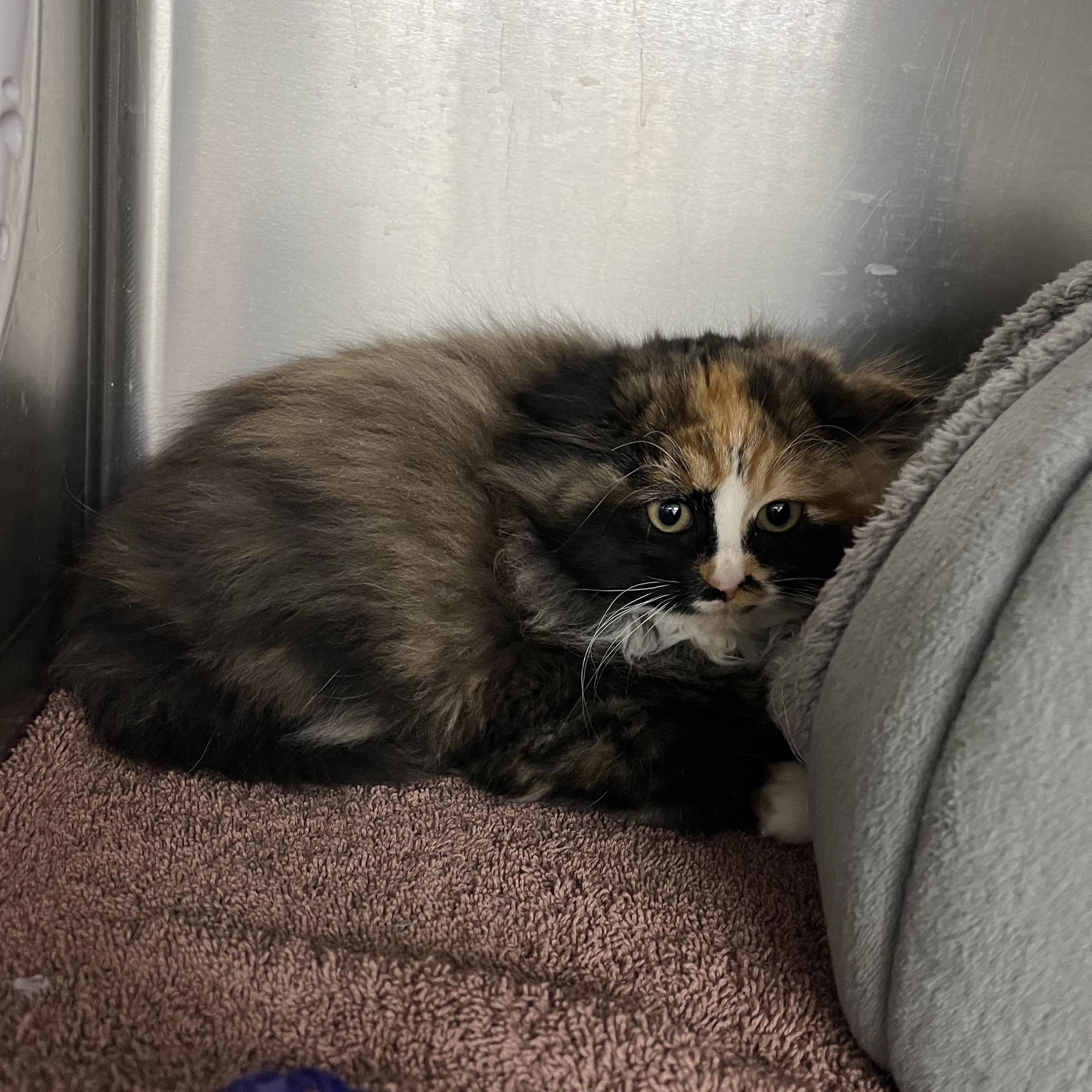 Enlarge Verity, an adopted Domestic Long Hair in Geneseo, IL image 1/1