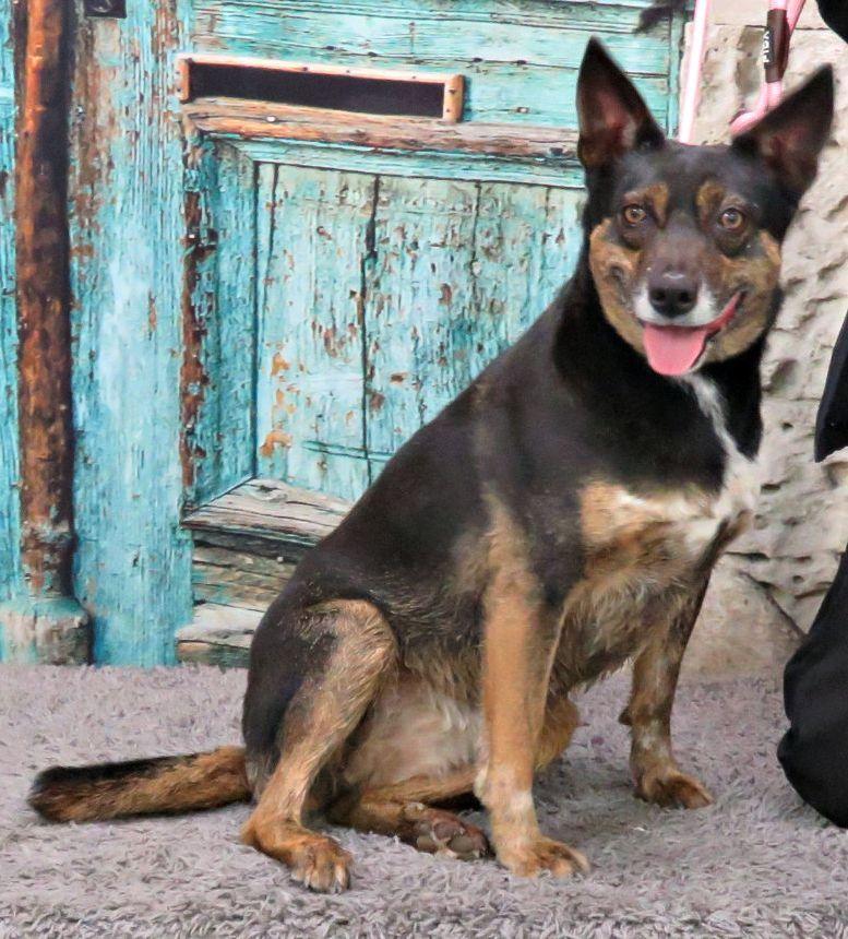 Wren, adopted, Adult Female Australian Cattle Dog / Blue Heeler & German Shepherd Dog.