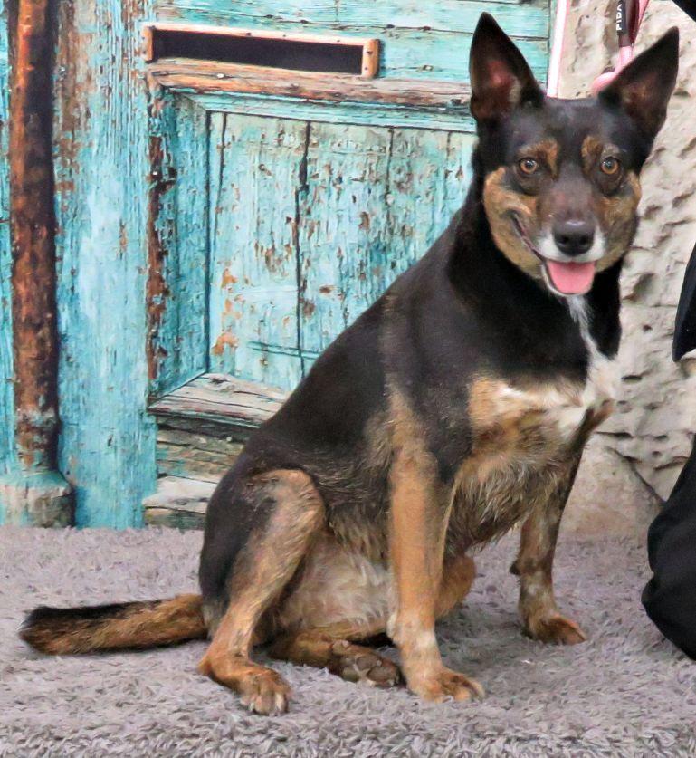 Enlarge Wren, an adopted mixed breed in Lexington, VA image 2/3