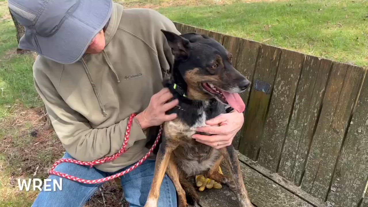 Enlarge Wren, an adopted mixed breed in Lexington, VA video 3/3