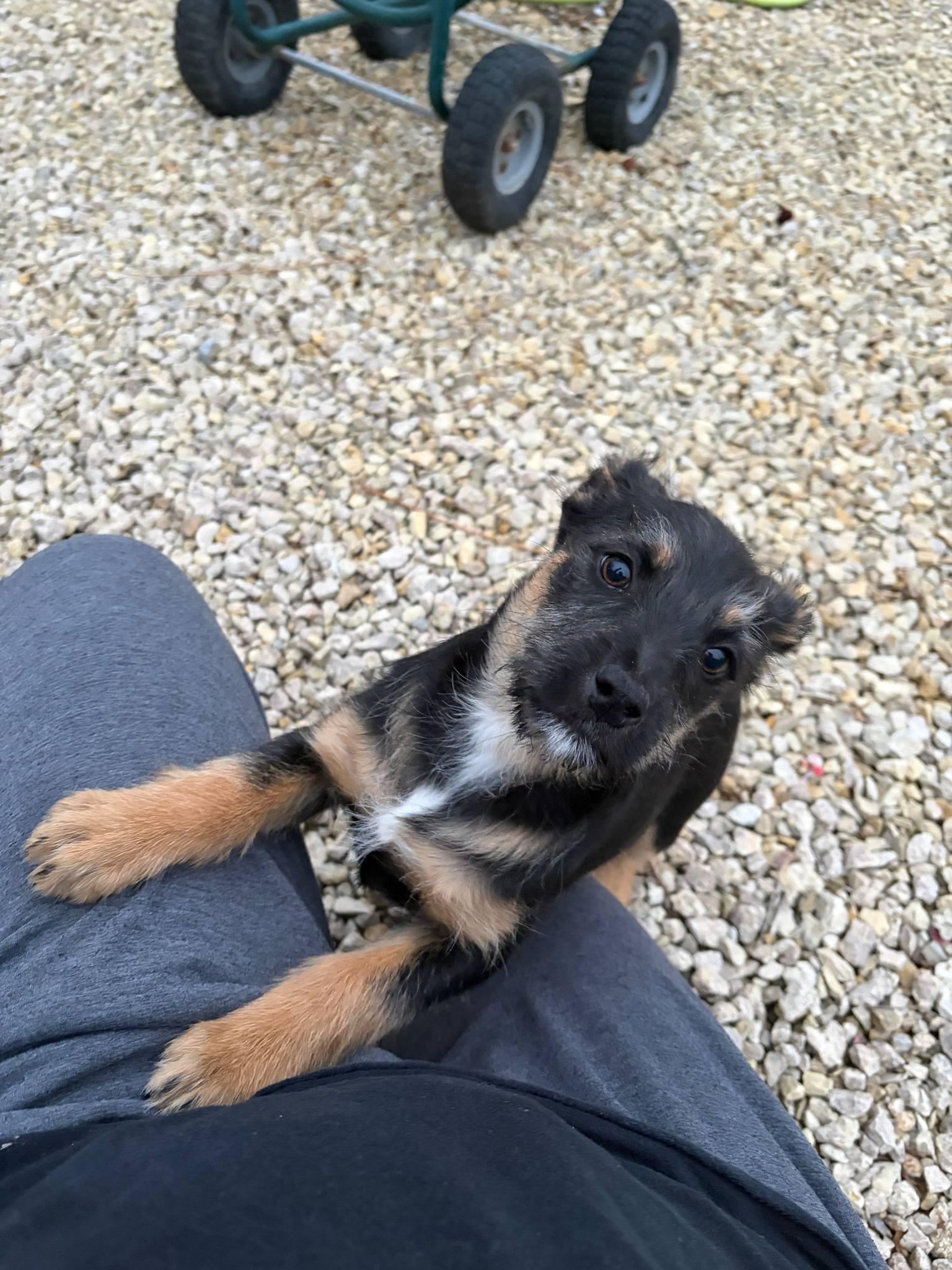 Enlarge Brie, a Adoptable mixed breed in Manhattan, KS image 2/4