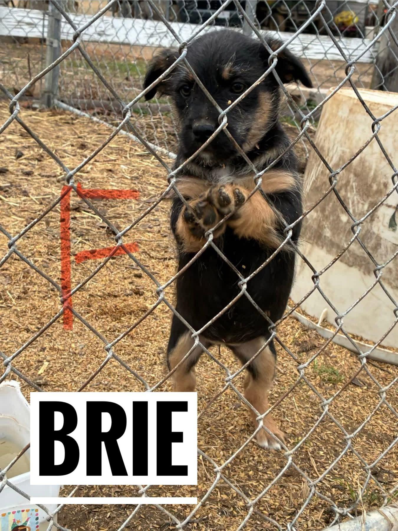 Enlarge Brie, a Adoptable mixed breed in Manhattan, KS image 4/4