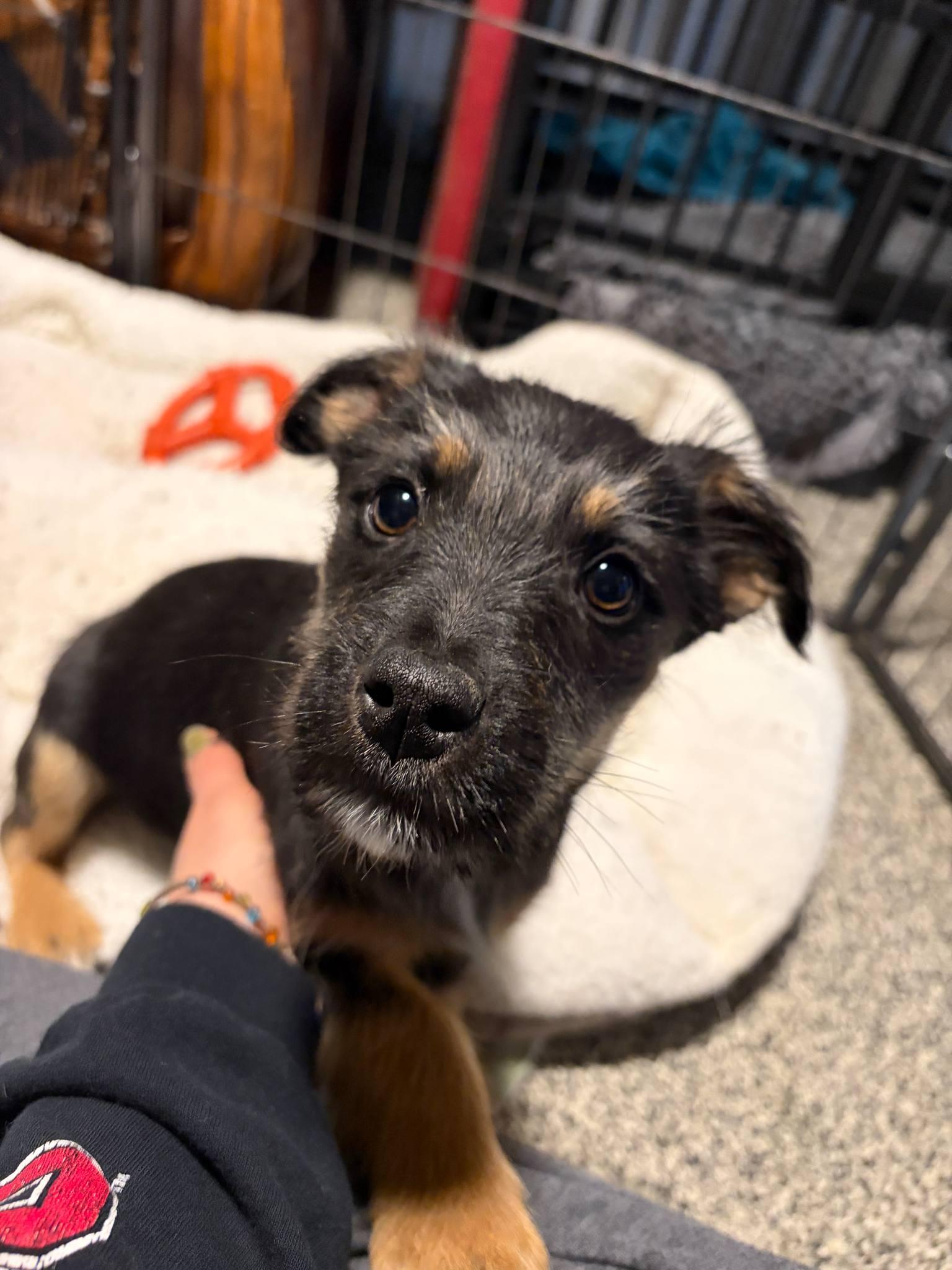Enlarge Brie, a Adoptable mixed breed in Manhattan, KS image 1/4